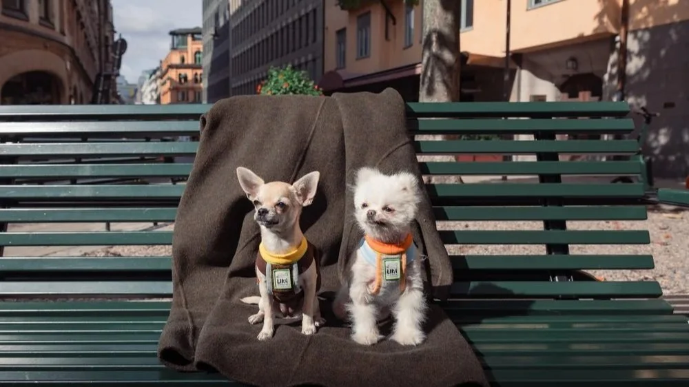 Film8’s Commercial Pet Photography for Lika in Stockholm