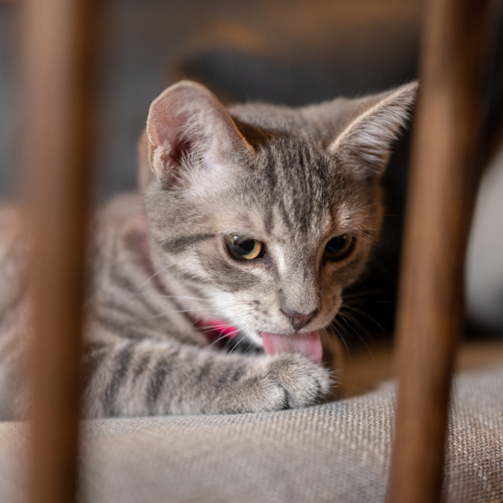 Close-up portrait of a cat photographed indoors