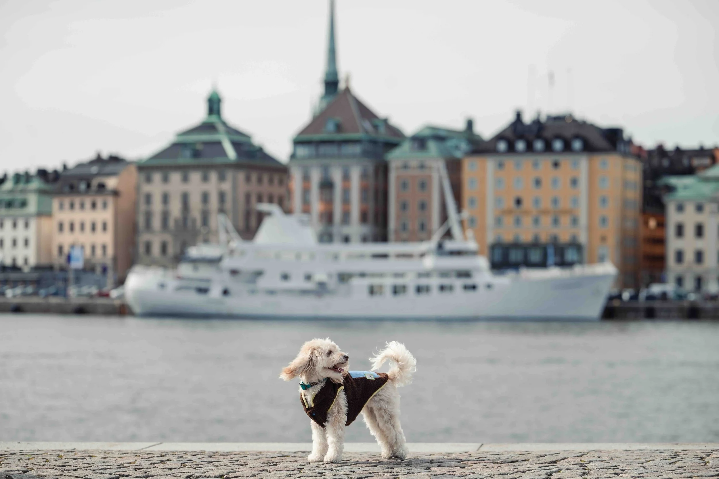 A small white dog wearing a dark vest standing on a stone-paved area near the water with a large white yacht and colorful buildings in the background.