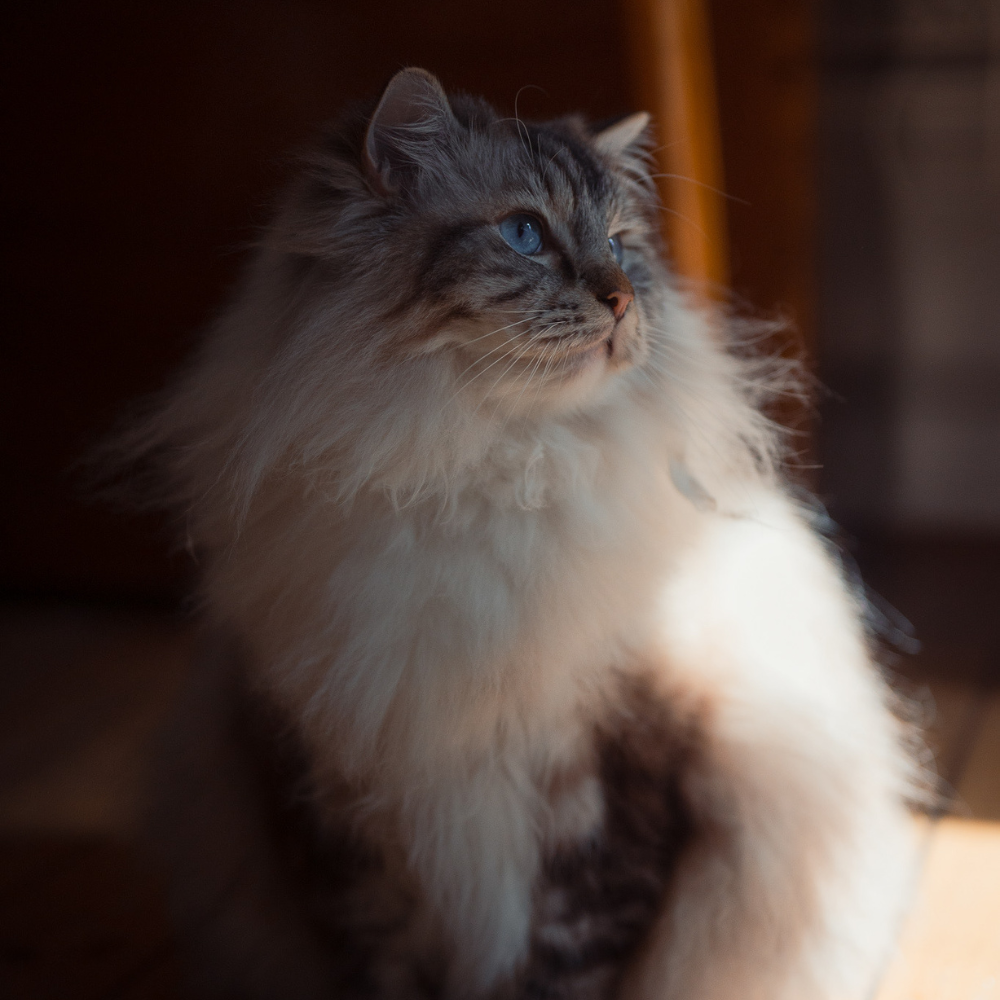 Long-haired cat photographed indoors in a home setting