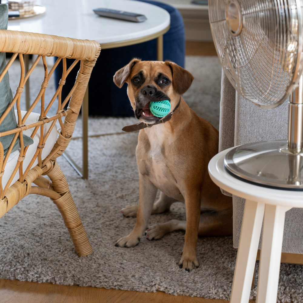 Dog photographed indoors with a ball in a home setting