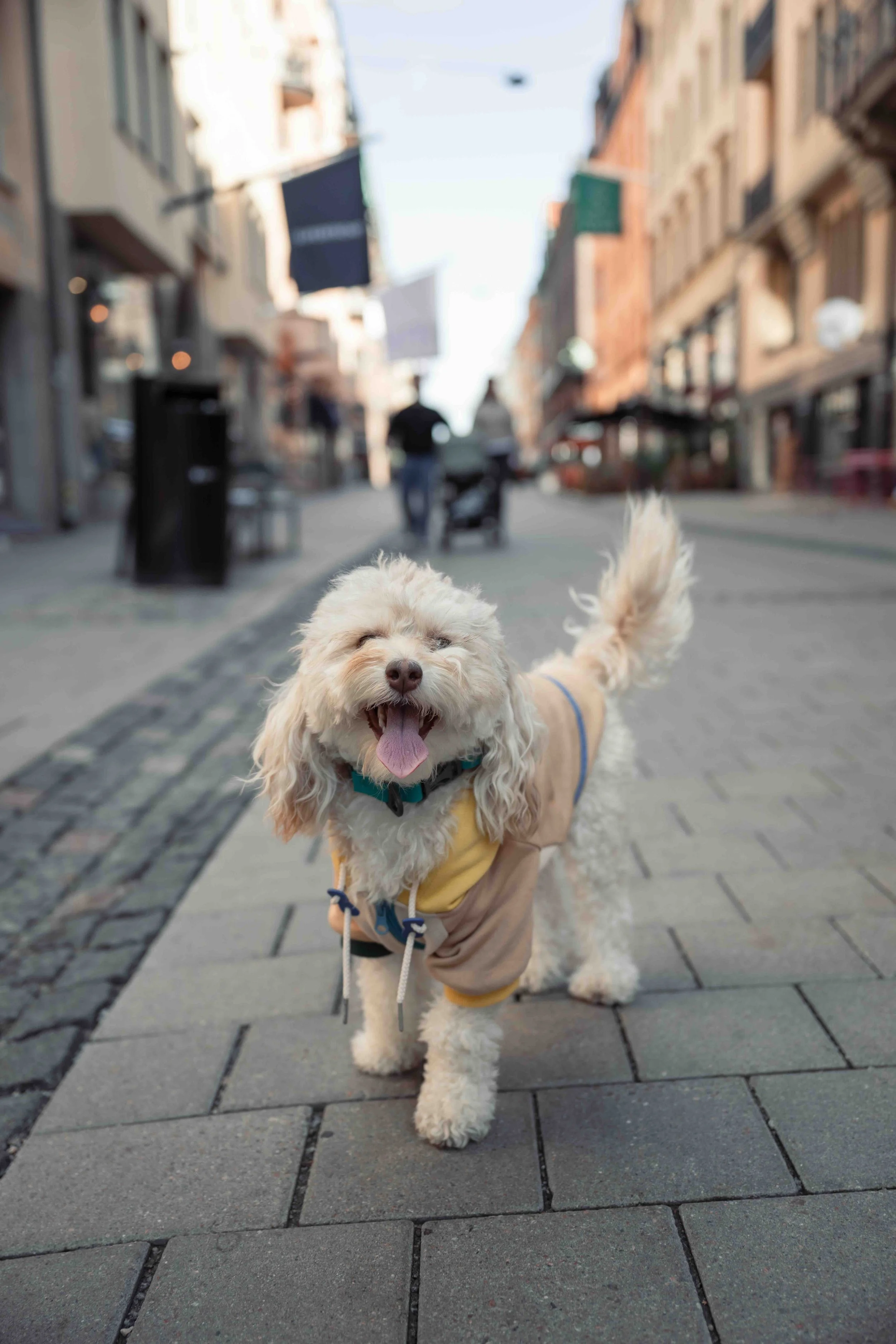 A happy, light-colored dog wearing a jacket walking on a city sidewalk with buildings and people in the background.