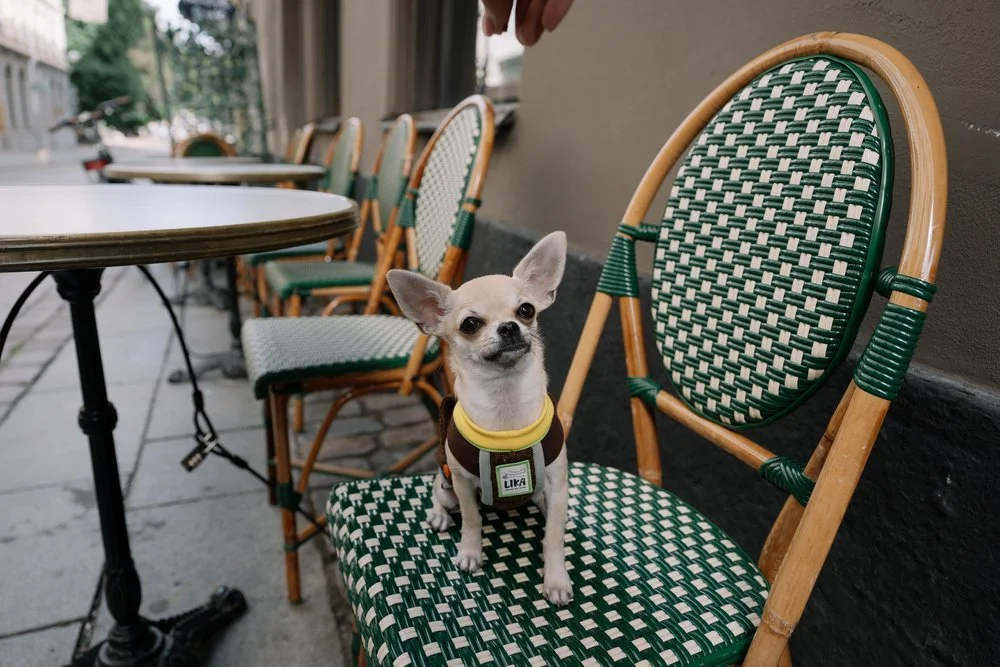 Dog wearing Lika clothing photographed at an outdoor café in Stockholm