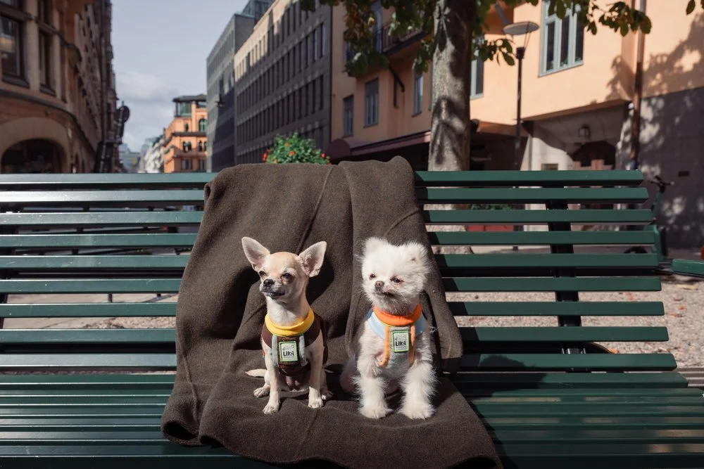 Two dogs wearing Lika products on a bench in Stockholm