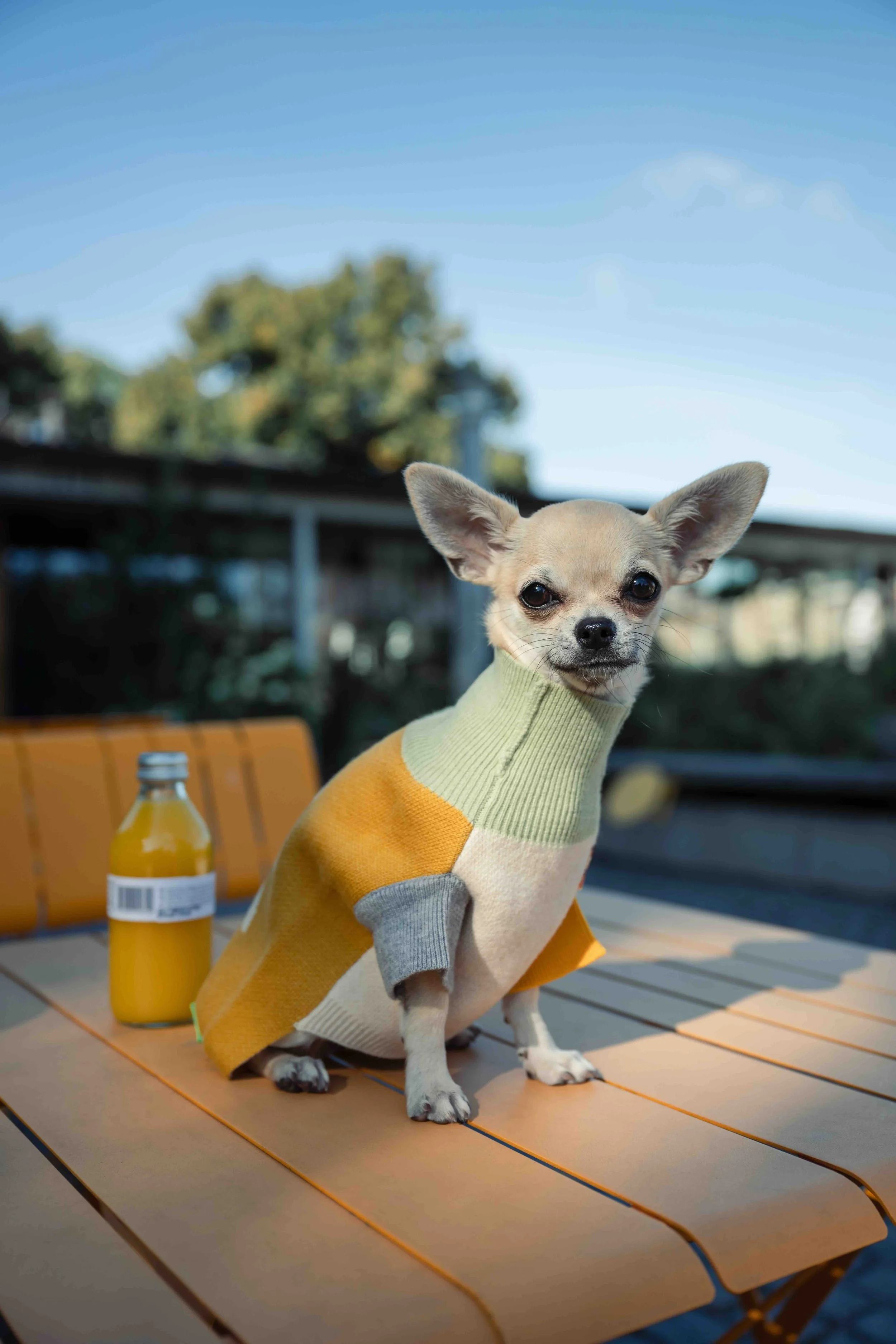 Small dog wearing a multicolored sweater sitting on a wooden table outdoors with a bottle of yellow drink nearby.