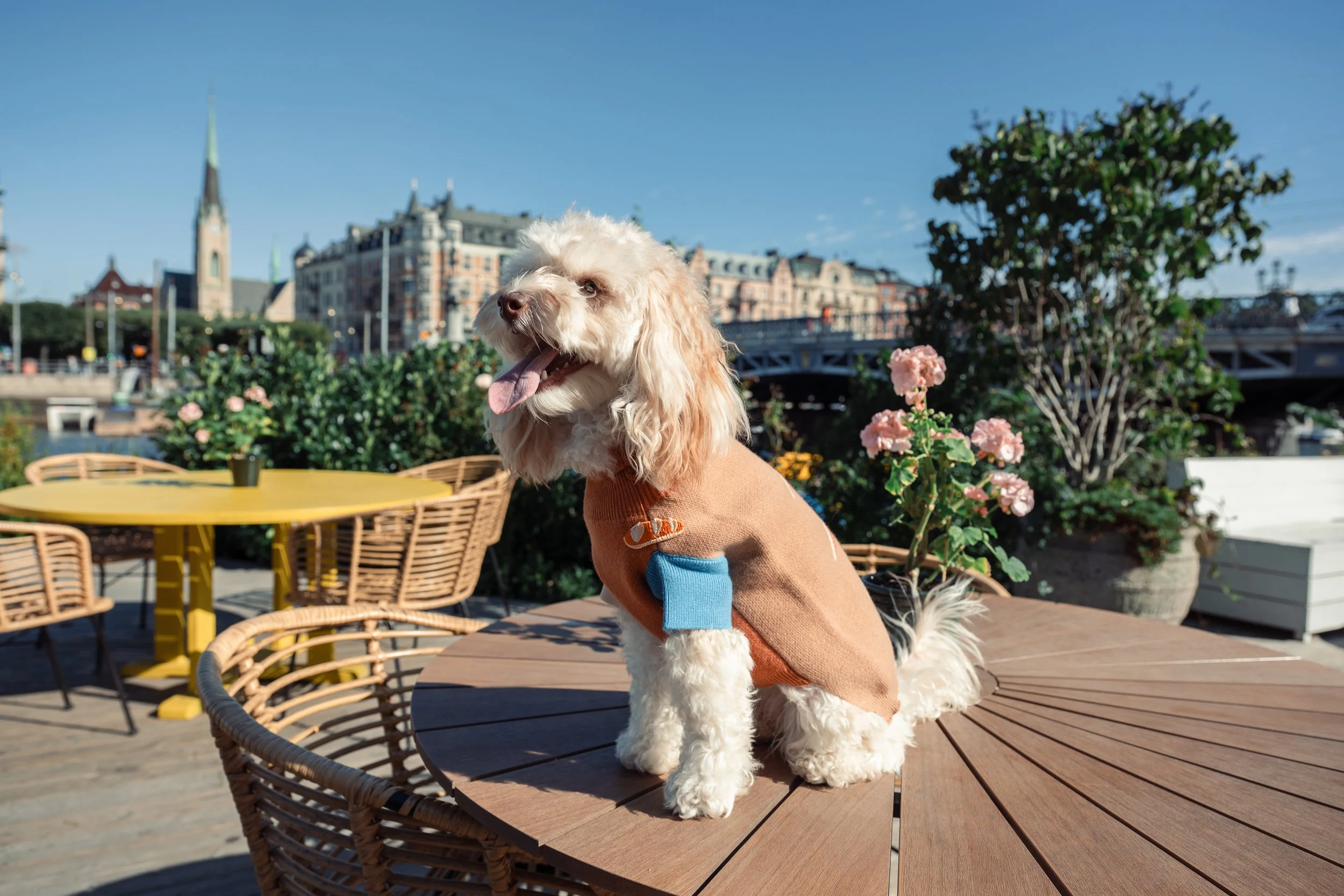 Small dog wearing a Lika sweater sitting on an outdoor table with wicker chairs, flowers, and buildings in the background.  - Commercial photography in Stockholm by Film8