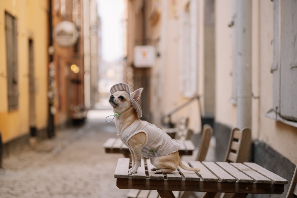 Dog wearing Lika clothing photographed on a Stockholm street
