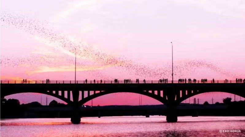 Bat Viewing at Sundown!