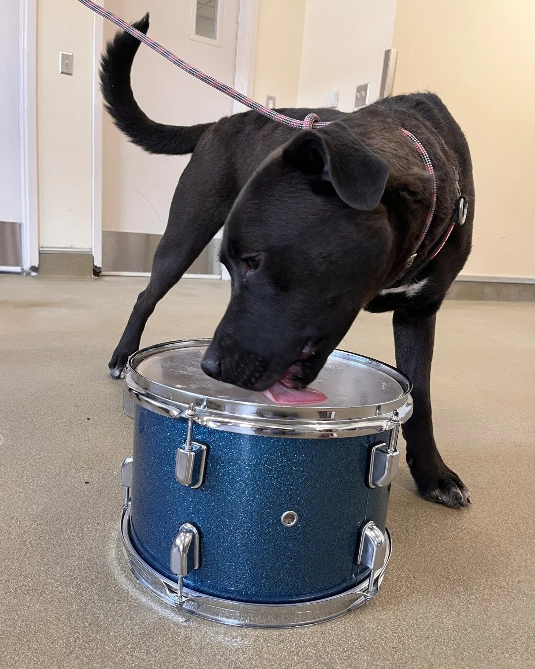 BIG NEWS: The Festival at Sandpoint is proud to announce the newest addition to our Pre-K Outreach program: @bettertogetheranimalalliance! 🐶🥁🐱

These furry musicians have been hard at work learning the elements of rhythm and music through hands-on
