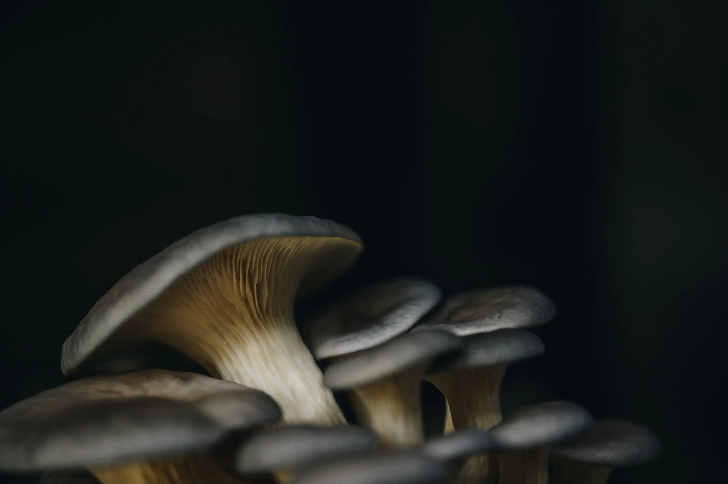 Mushroom Extracts and Tinctures: A Complete Guide to Medicinal Fungi and How to Use Them
