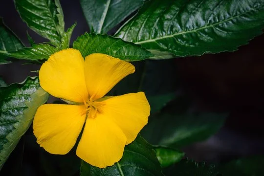 Damiana: The Herb of Passion, Emotional Healing, and Creativity. 