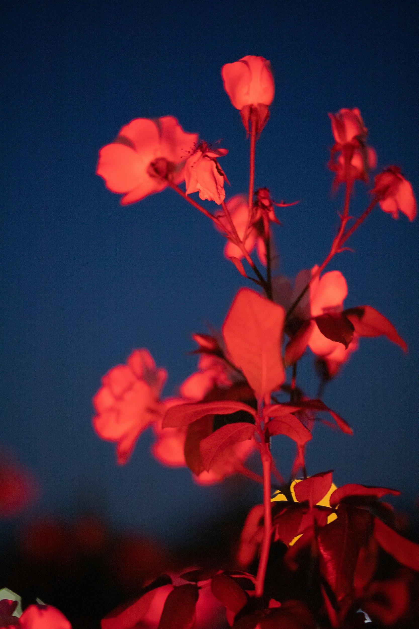Astroherbal Energetics Explained: How the Cosmos and Plants Work Together to Heal