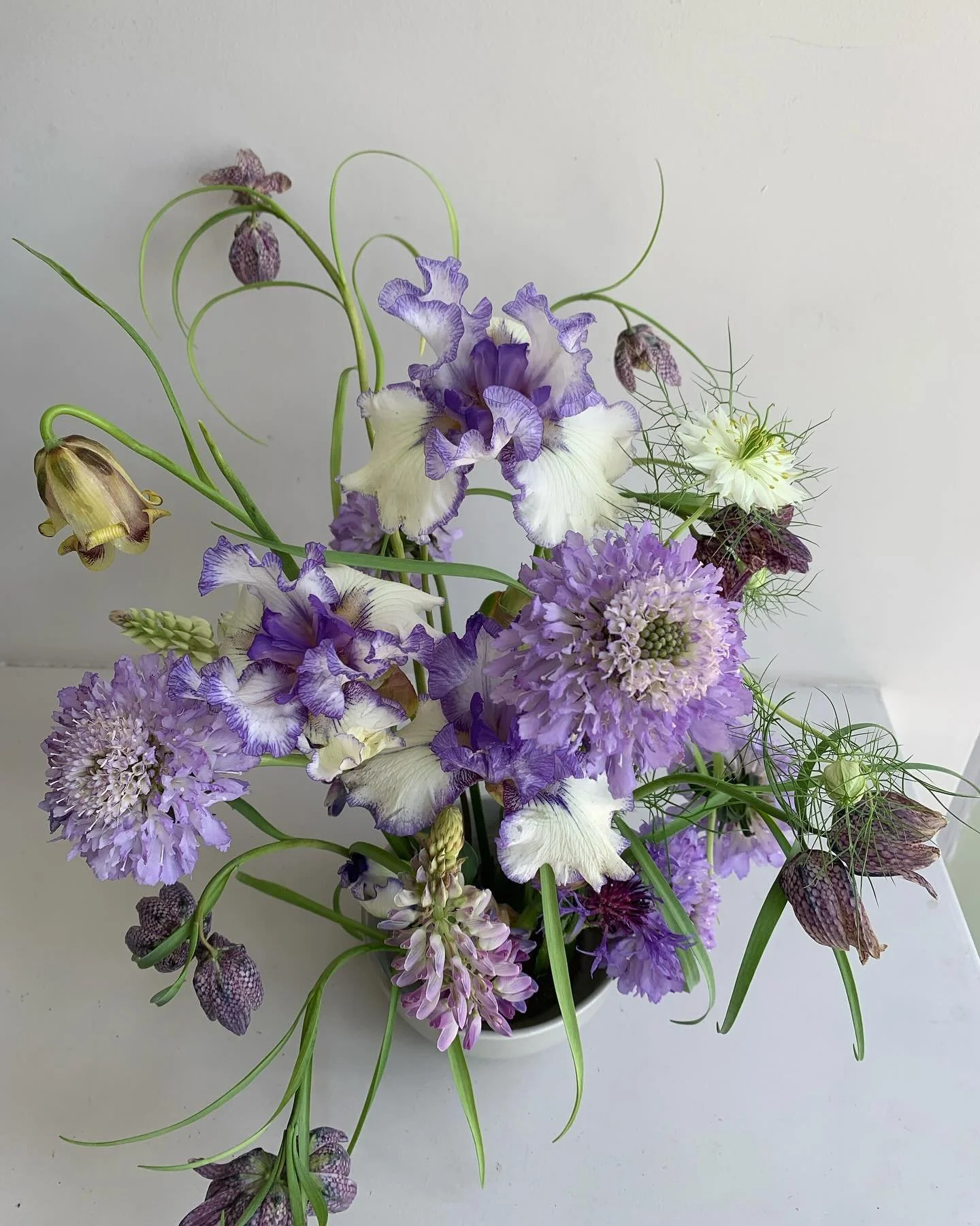 Magical when it blooms bearded iris 💙💙