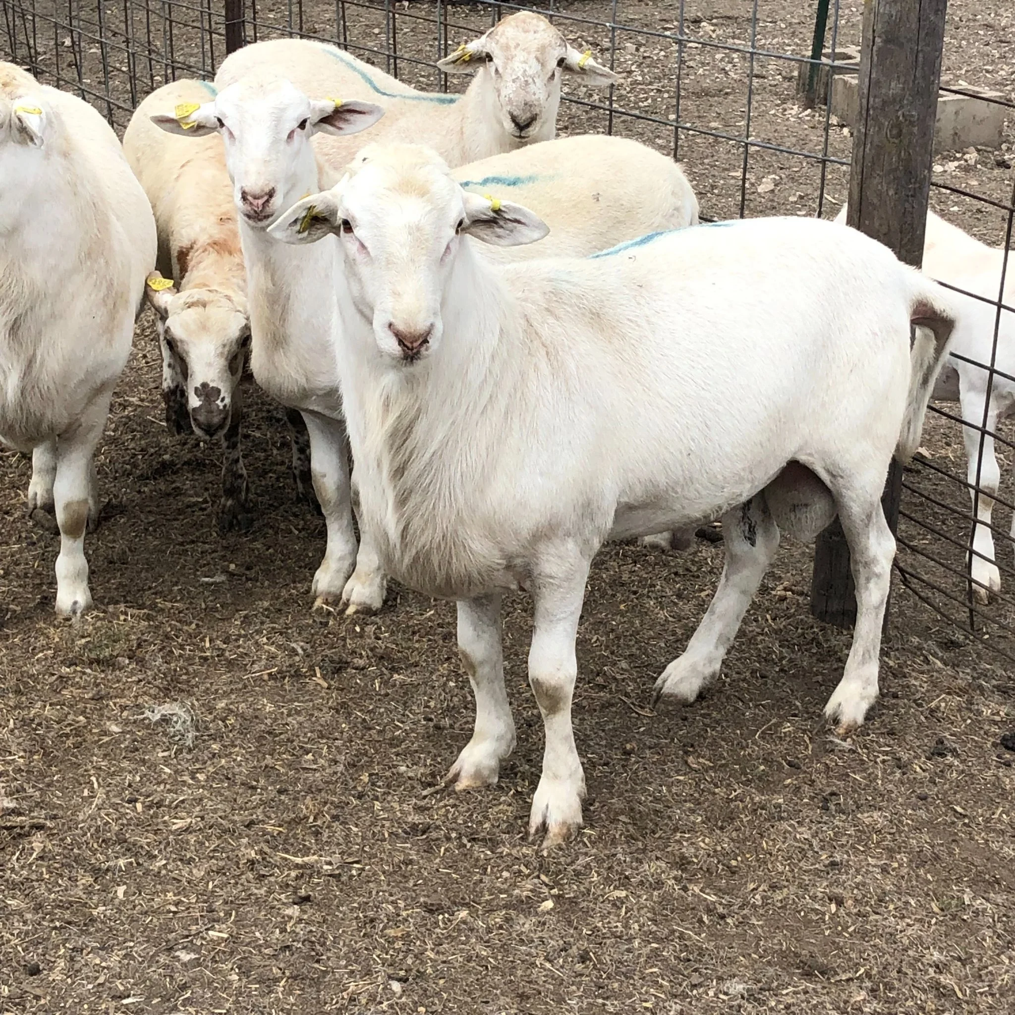 Sexton Sheep | Naturally Raised Lamb | Rockwell City, IA