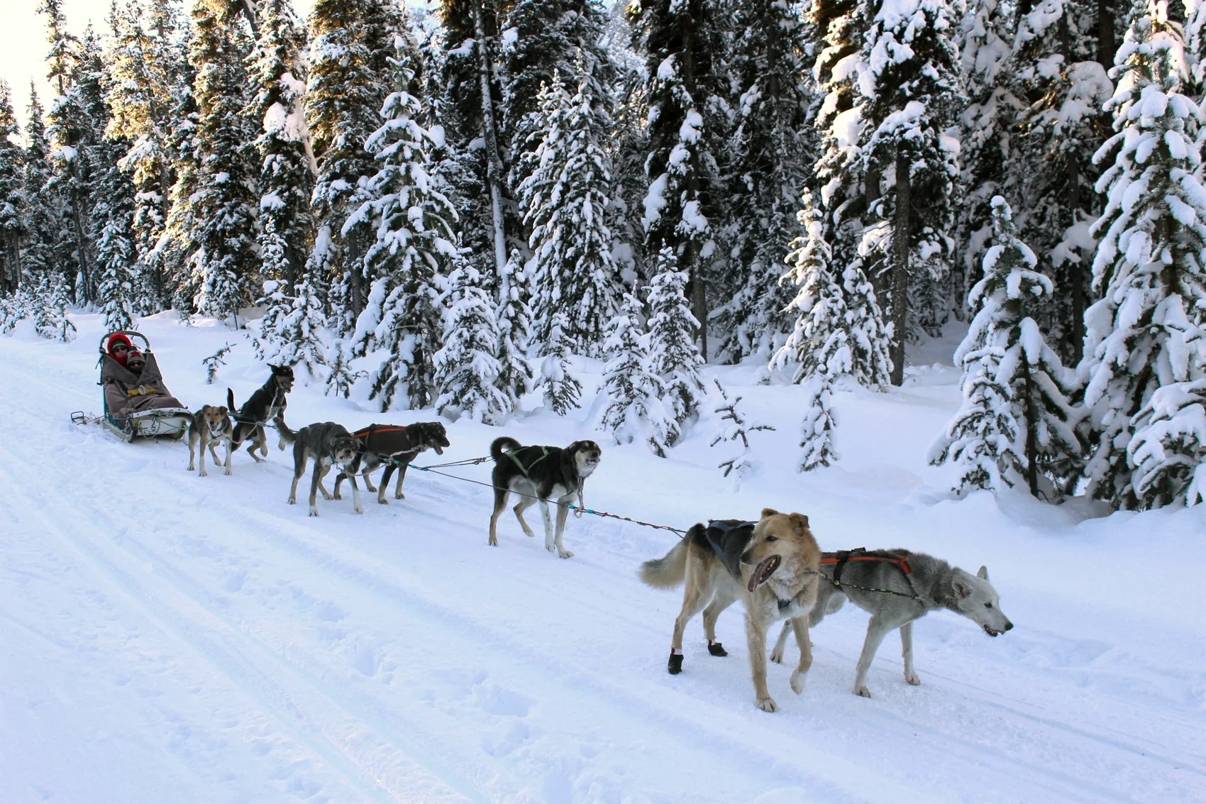 Dog Sledding