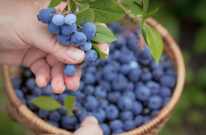 BLUEBERRY PICKING