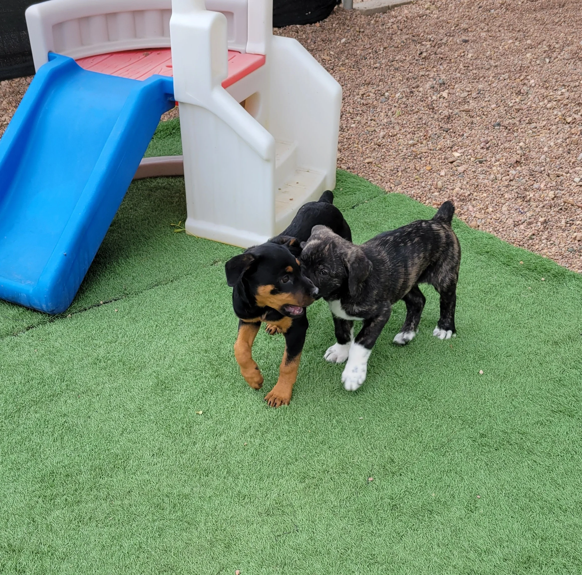 The Getaway — Spot 'N Friends Boarding & Daycare