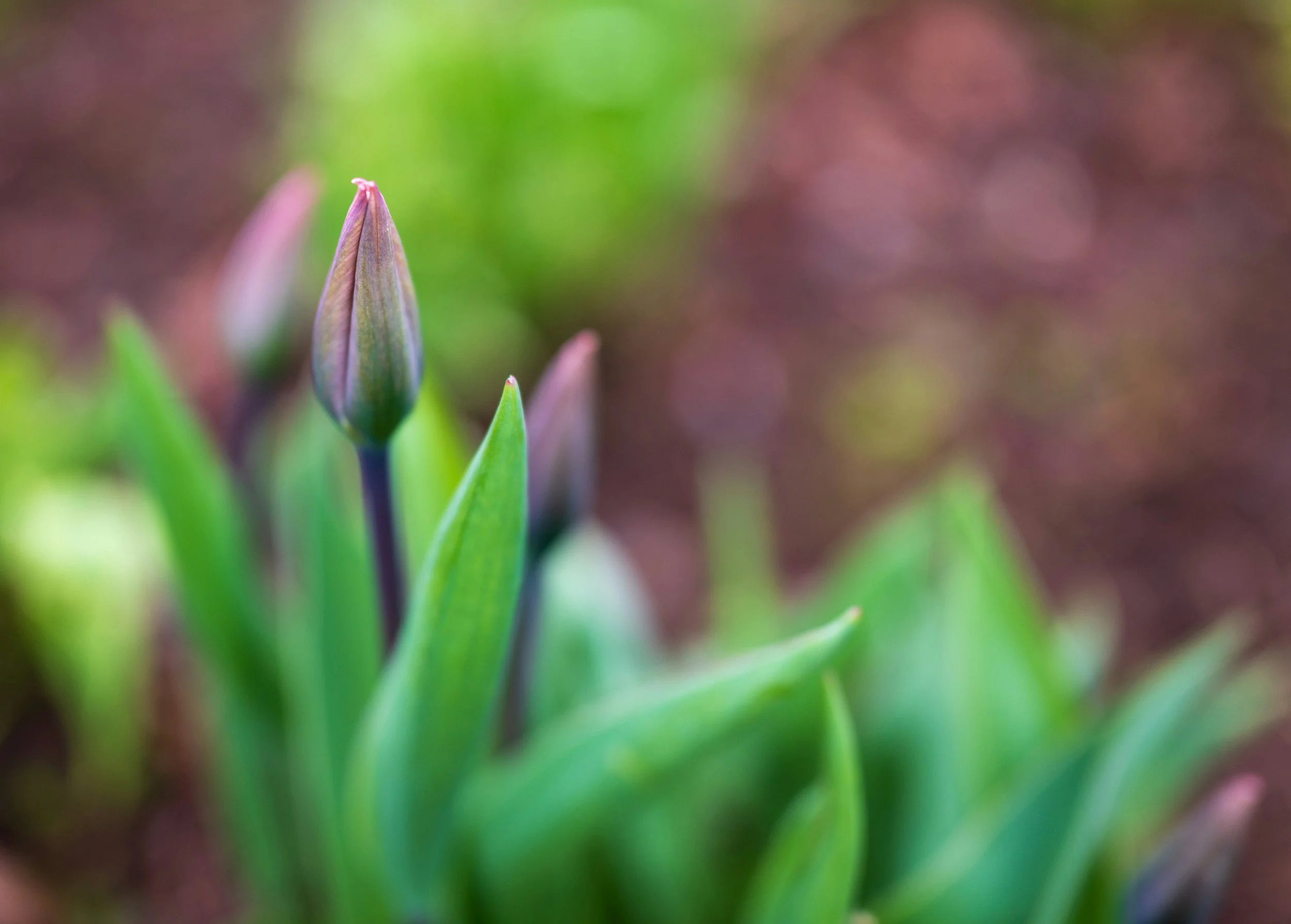 Why Do I Feel More Anxious in Spring?