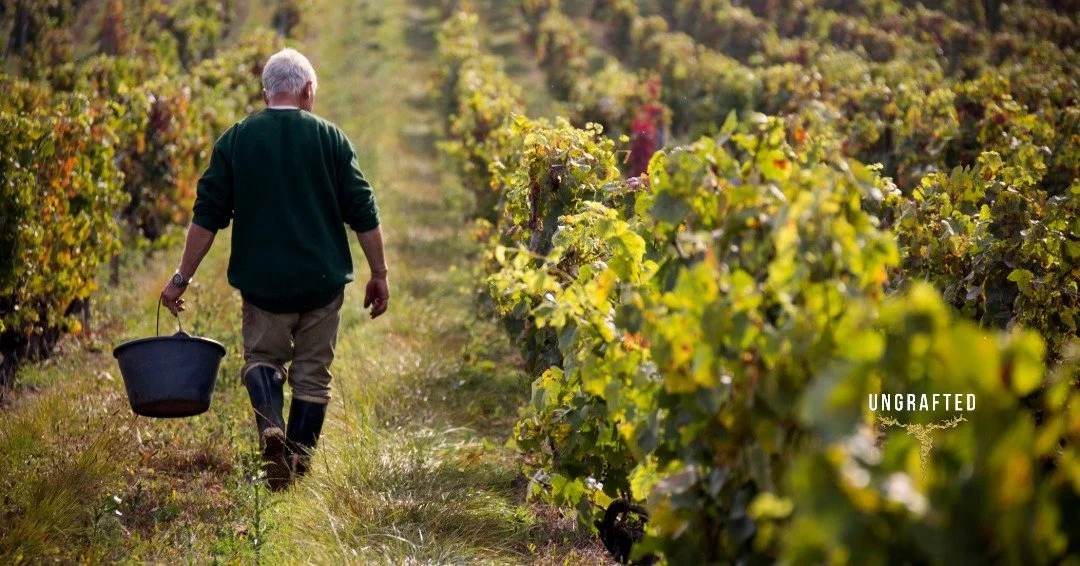 Foundations of Burgundy