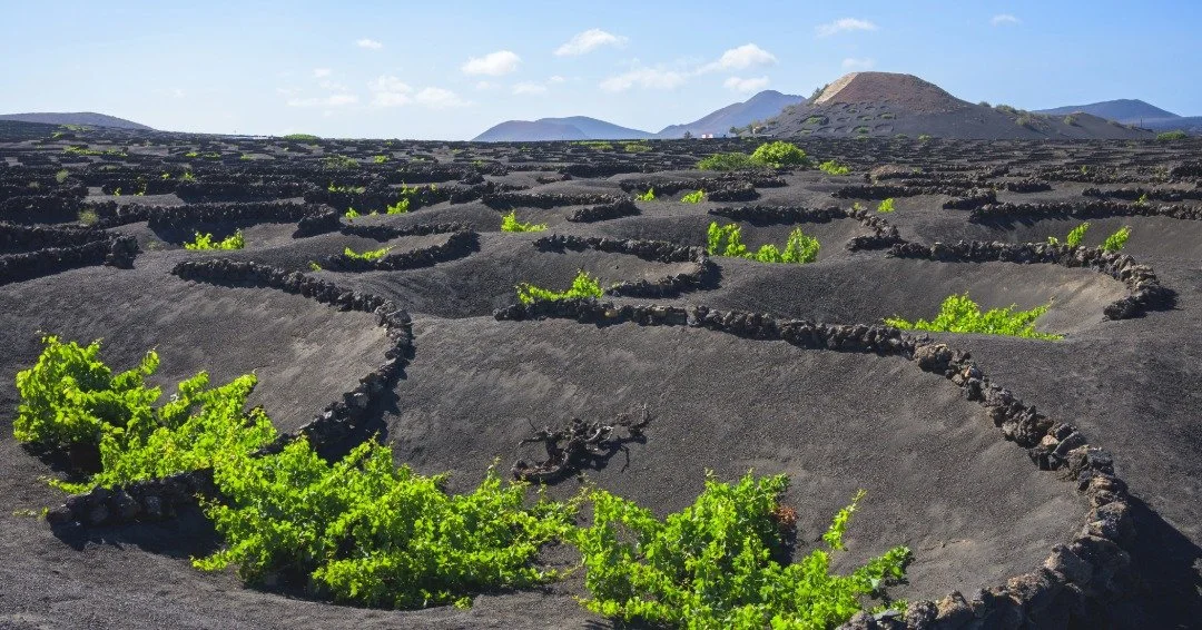 Volcanic Wines