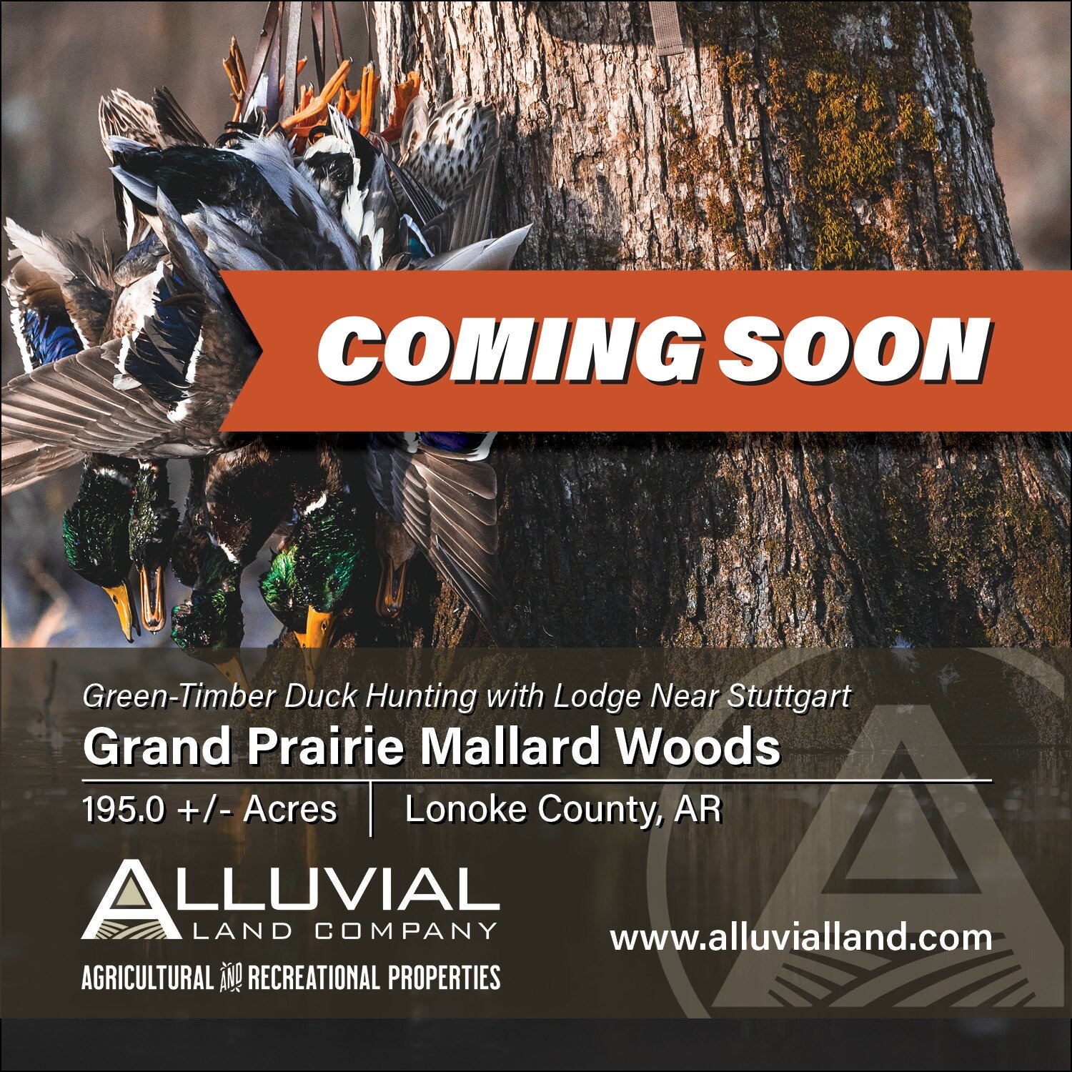 COMING SOON
195.0 +/- acre green-timber duck woods with lodge and excellent hunting history. Located just west of Stuttgart, AR. in Lonoke County. Contact us to learn more.

JOEL WHICKER - Principal
501-658-0658 |  joel@alluvialland.com

Alluvial Lan