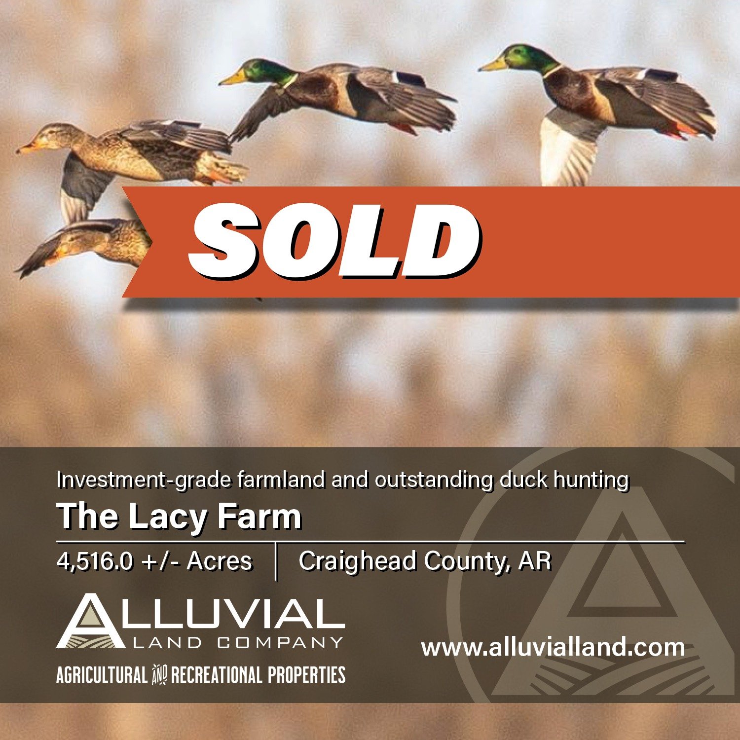 SOLD - The Lacy Farm is comprised of 4,516.0 +/- acres in Craighead County, Arkansas offering investment-grade farmland and outstanding duck hunting.

THOMAS ROSE - Land Agent
501-786-2115 | thomas@alluvialland.com

Alluvial Land Company, LLC
www.all