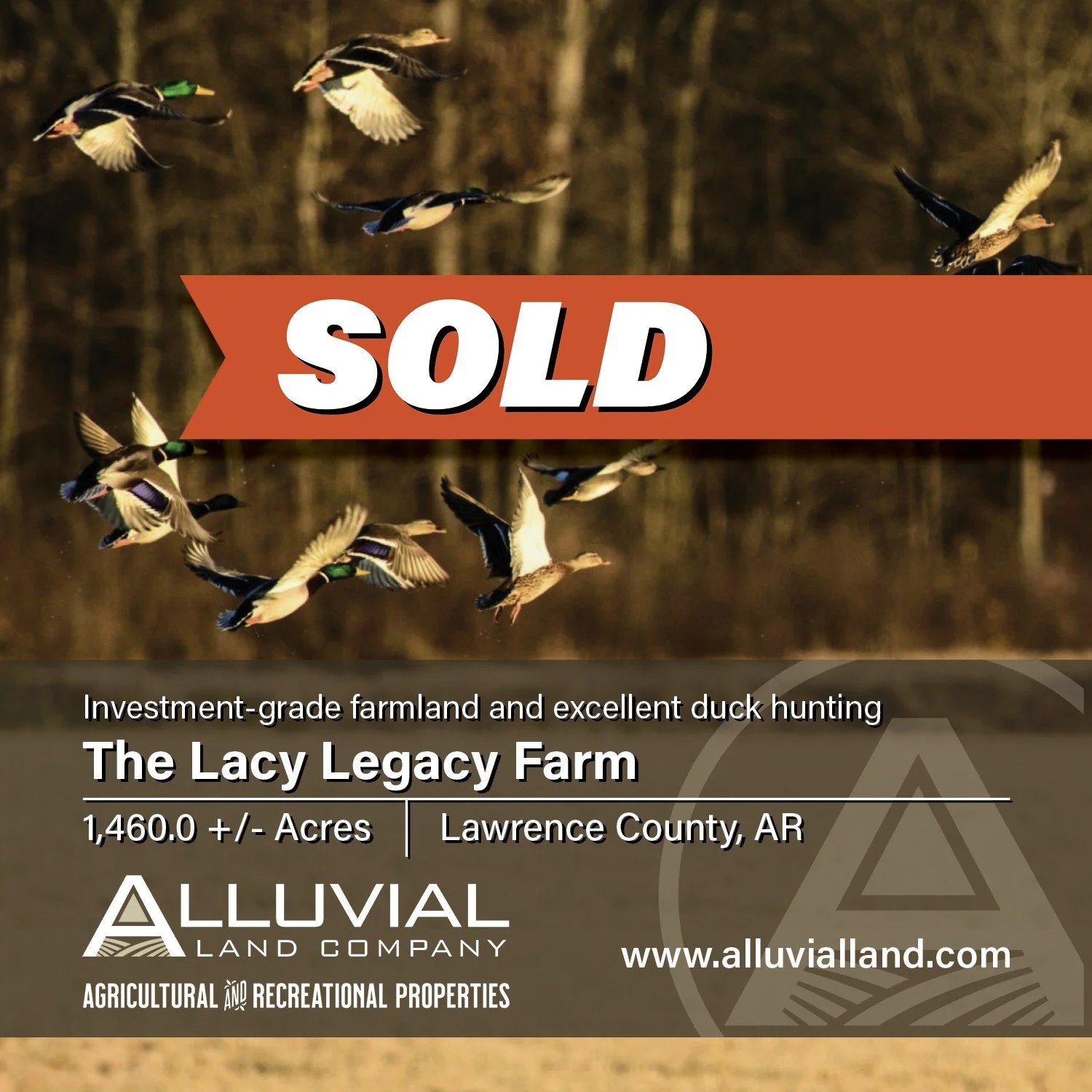 SOLD - The Lacy Legacy Farm is comprised of 1,460.0 +/- acres in Lawrence County, Arkansas offering investment-grade farmland with excellent green-timber and field duck hunting along the Cache River.

JOEL WHICKER - Principal
501-658-0658 | joel@allu