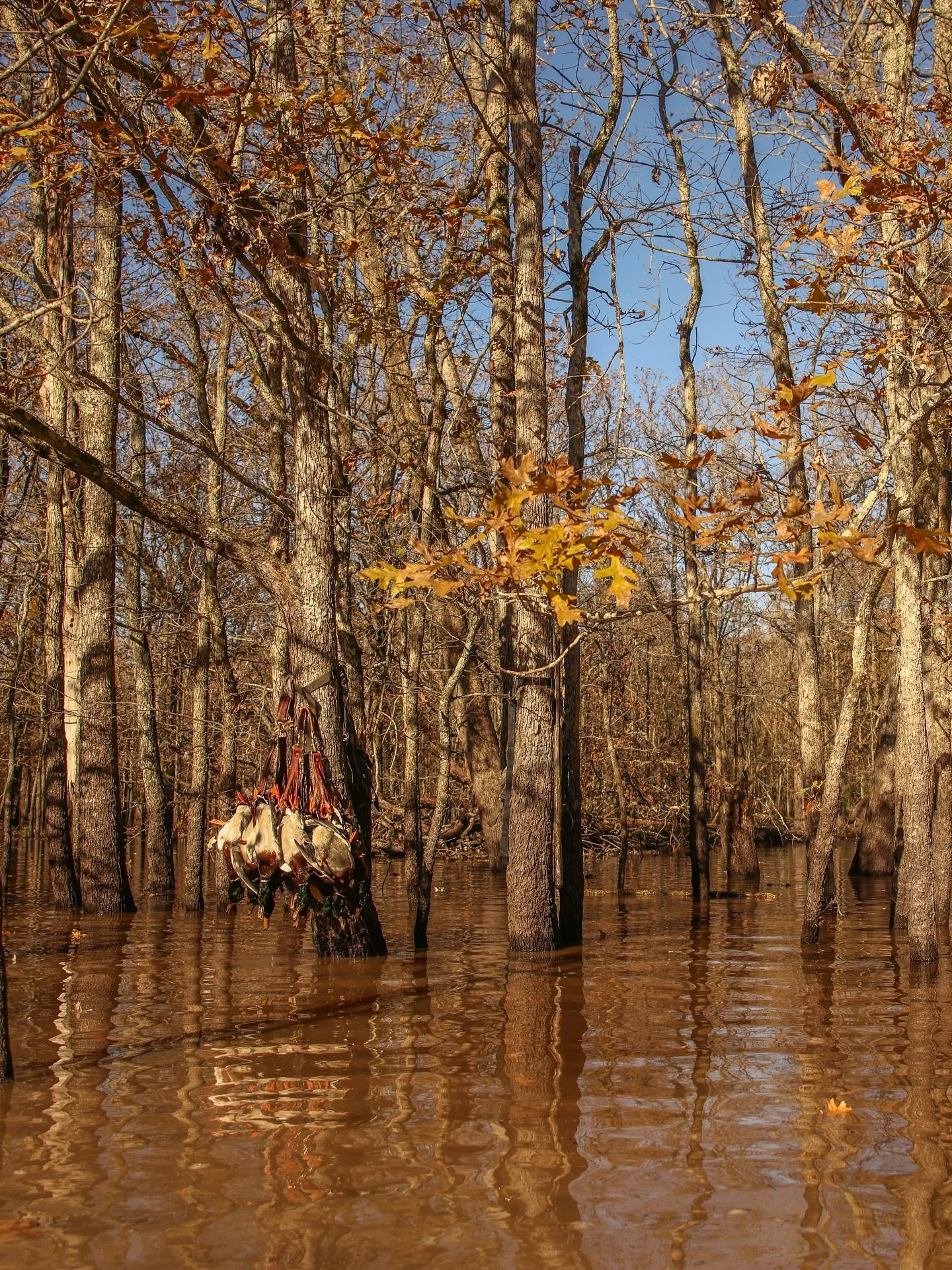 Before too long we will be standing in knee high water in the woods somewhere. If you want your own little piece of heaven, contact us!
https://www.alluvialland.com
501-519-3336
.
.
.
.
.
.
.
.
.
.
#farmlandforsale #cornfarming #farmland #farminvesti