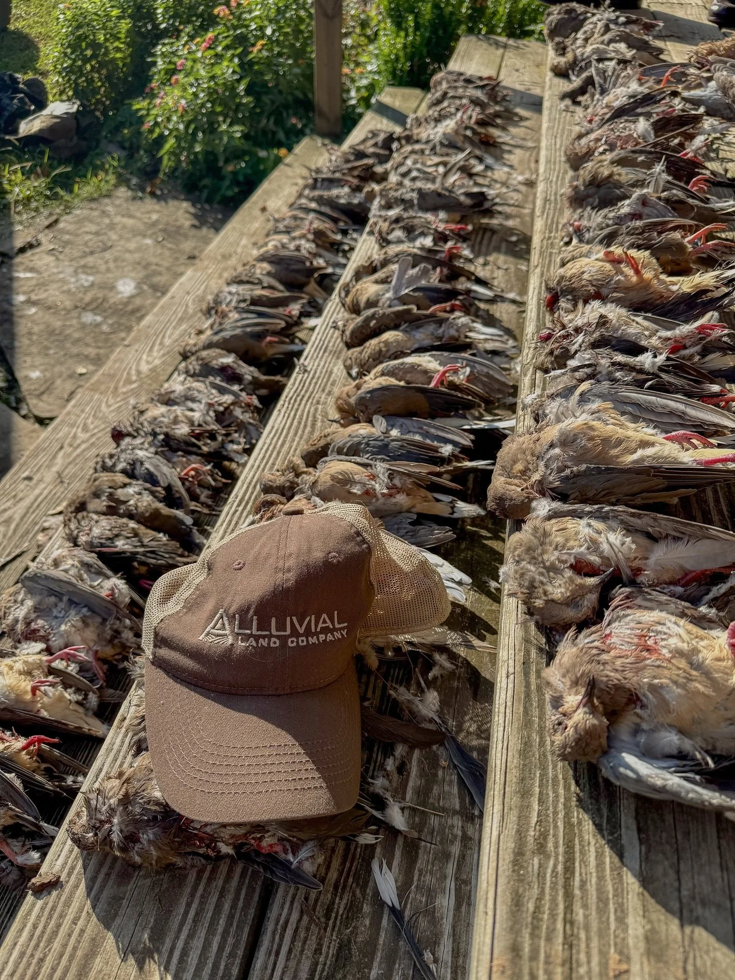 Hope everyone had the dove opener they wanted! Contact us if you want to get your hands on your own dove hole for next year!
https://www.alluvialland.com
501-519-3336
.
.
.
.
.
.
.
.
.
.
#farmlandforsale #cornfarming #farmland #farminvesting #agricul