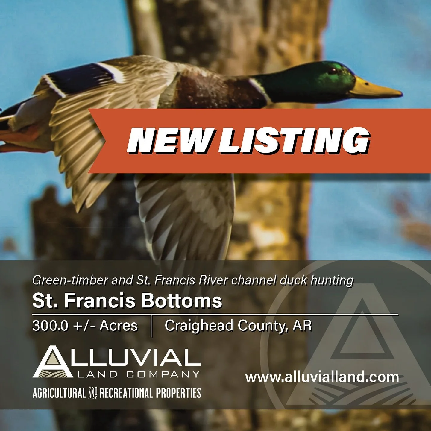 NEW LISTING - The St. Francis Bottoms consists of 300.0 +/- total acres in Craighead County, Arkansas, offering green-timber and St. Francis River duck-hunting opportunities. The land is located inside the St. Francis River levee and borders approxim