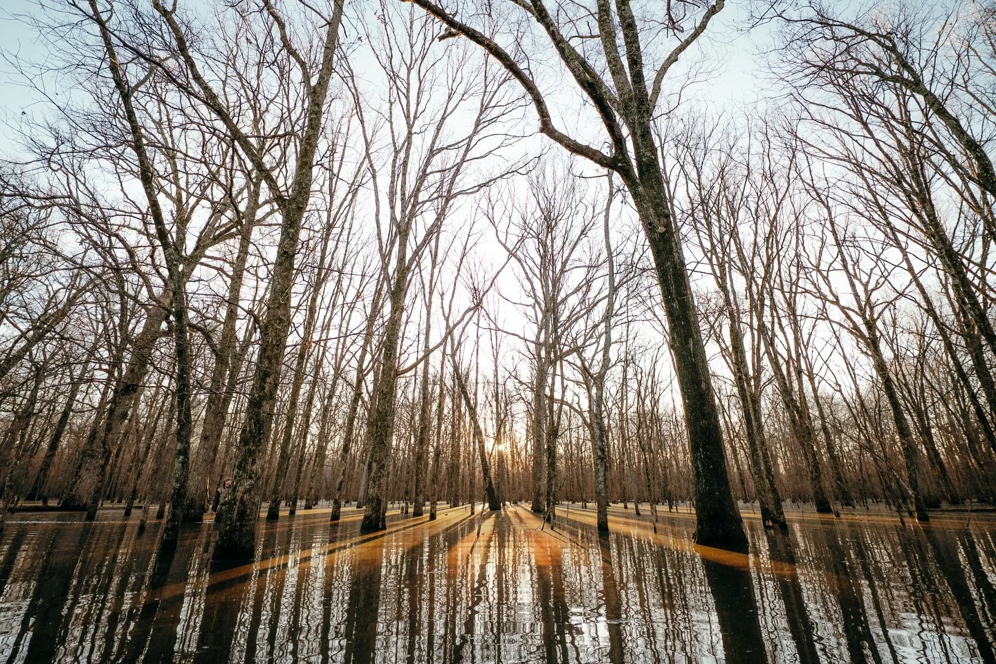 Hard to beat a golden sunrise in the timber&hellip;
&bull;
#AlluvialLand #ArkansasTimber #HuntingLand #DuckHunting #RecreationalProperty