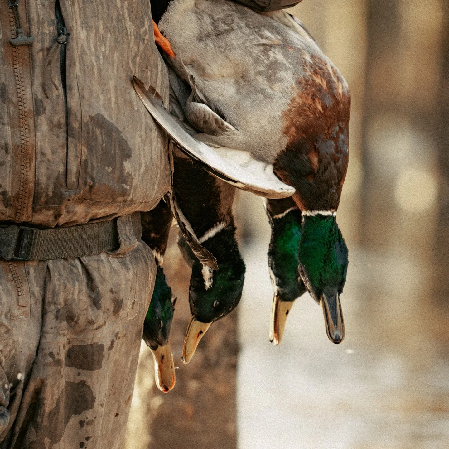 And that&rsquo;s a wrap&hellip; 
&bull;
We hope everyone had a great duck season. Bring on Spring! 
&bull;
#AlluvialLand #DuckSeason #LandForSale #HuntingLand #ArkansasTimber