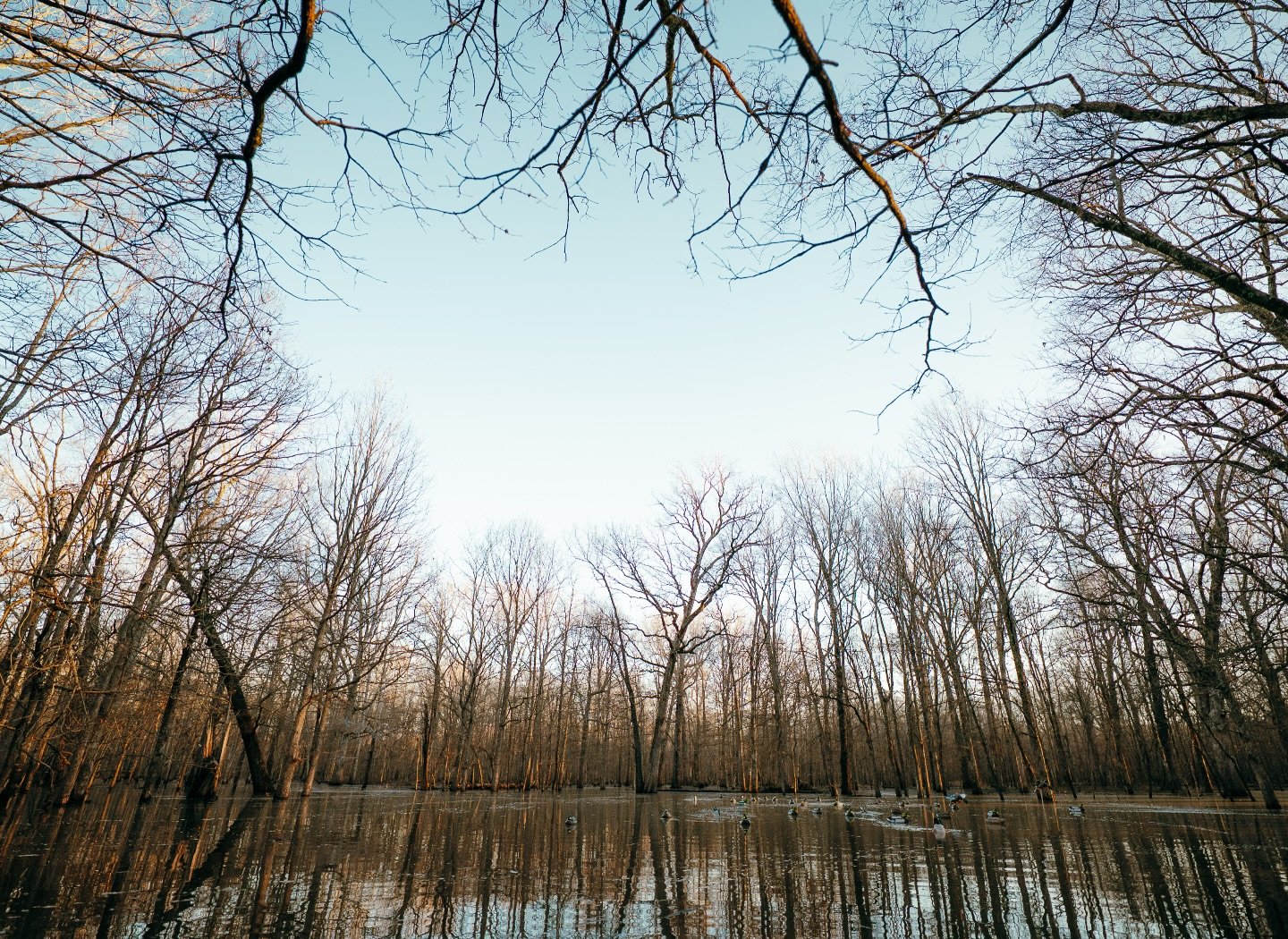 Could go for a sunrise in the timber right about now&hellip; 
&bull;
#AlluvialLandCompany #TimberHole #RecreationalFarms #Farmland #LandForSale