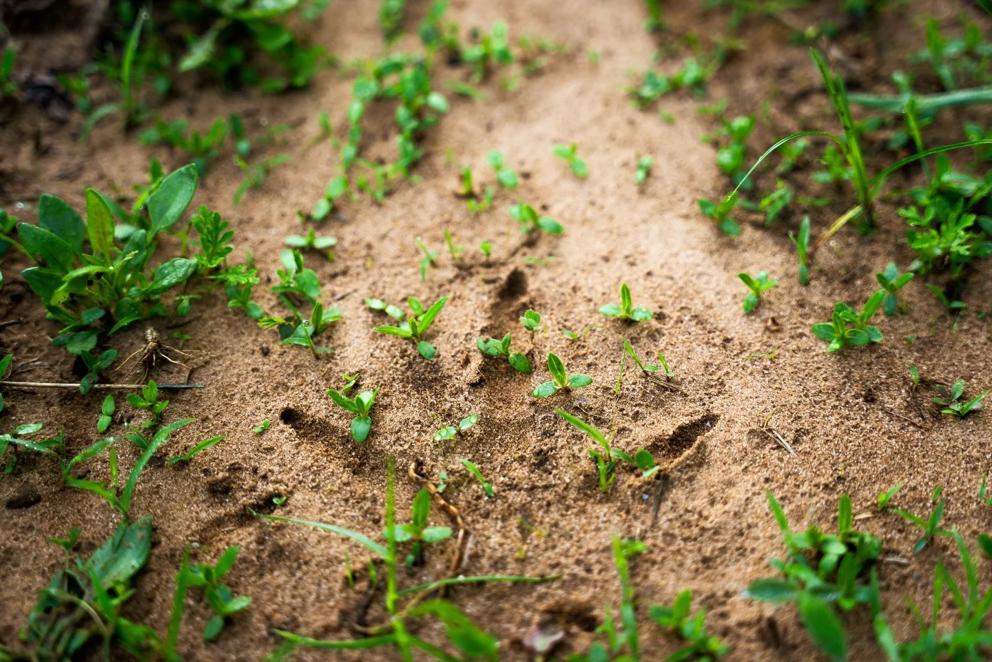 Only a few more weeks until we&rsquo;re chasing them in Arkansas. 
&bull;
#alluviallandcompany #turkeyseason #turkeyhunt #landforsale #recreationalland