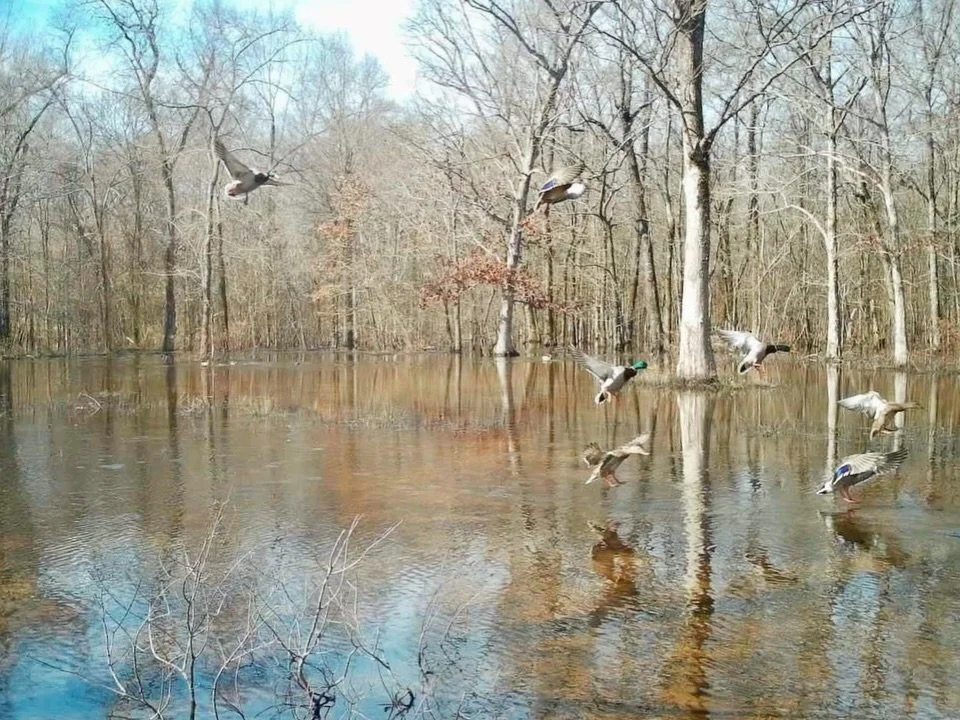 PRICE IMPROVEMENT - Tombstone Duck Woods is a diverse recreational and agricultural property consisting of 257.75+/- acres located in Woodruff County, Arkansas, just south of the town of McCrory.
The land consists of 100.0+/- acres of impounded and w