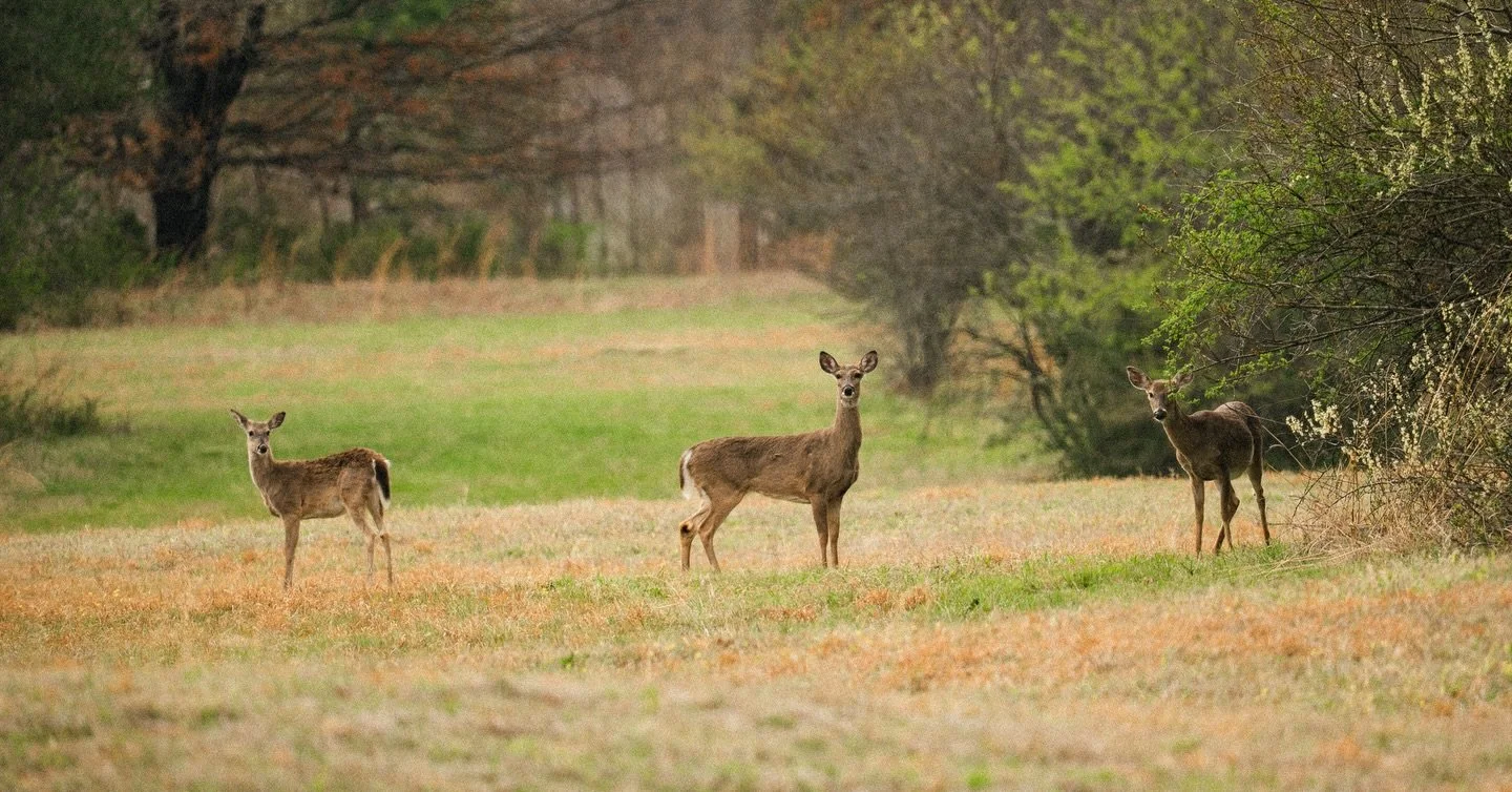 &ldquo;Wildlife thrives where good habitat exists&rdquo; - Fred Bear

Opportunity awaits. Visit Aulluvialland.com for a full list of available properties! 
&bull;
#alluviallandcompany #wildlifemanagement #conservation #landforsale #recreationalland