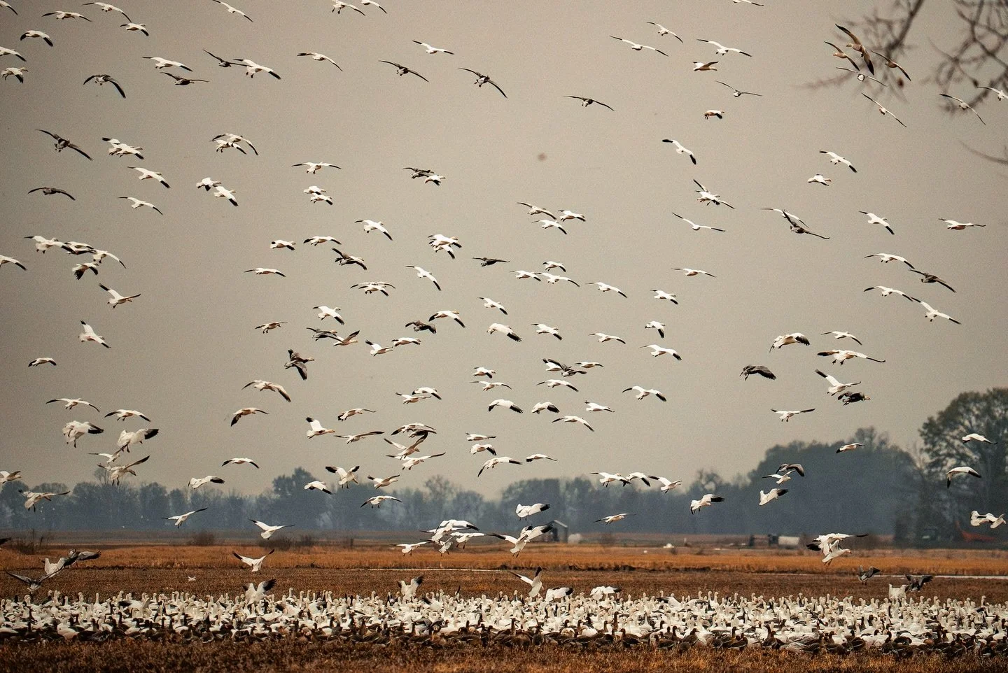 Dropping into a new week. 

Contact us to get started on finding your perfect piece of property!

Alluvialland.com
(501) 519-3336
&bull;
#alluviallandcompany #landforsale #recreationalproperty #waterfowlhunting #huntingland
