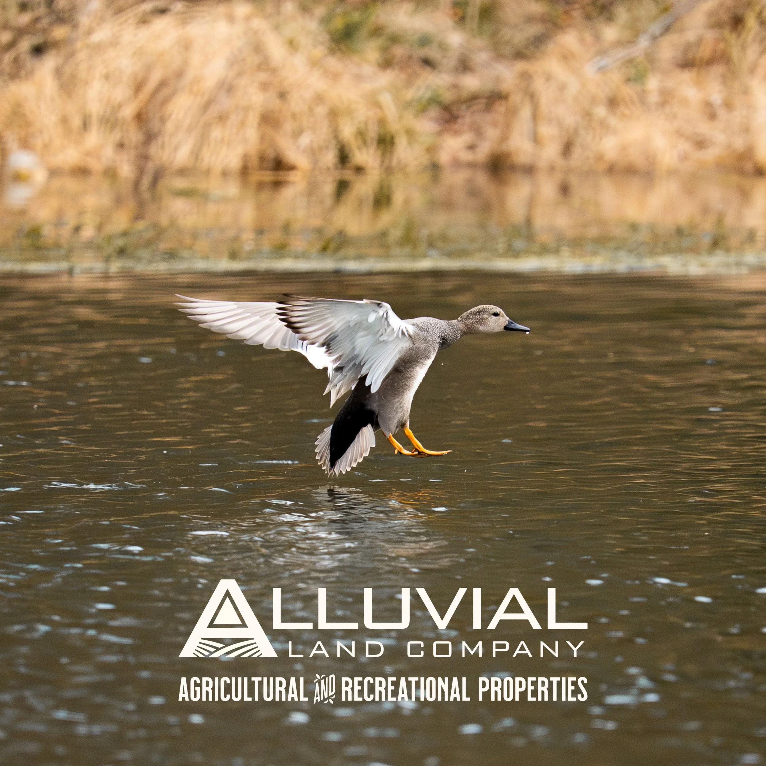 Field Experts - Client Focused - Results Oriented 

Alluvial Land Company
www.alluvialland.com 
&bull;
#alluviallandcompany #landforsale #recreationalproperty #duckhunt #huntingland