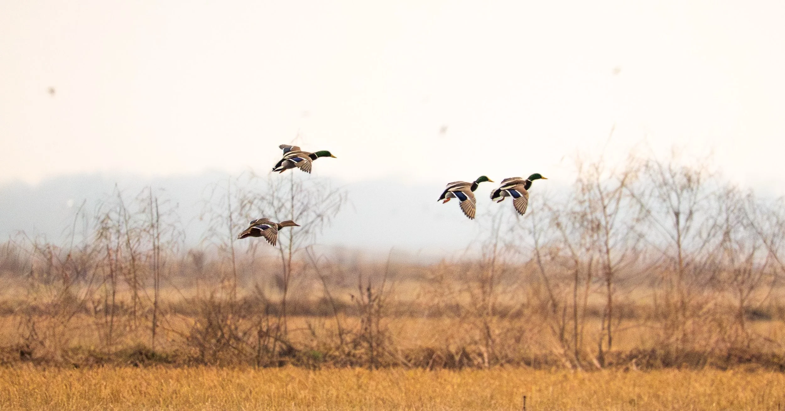 Dedicated to Land and Land Ownership - Experts in Our Field, Client-Focused, Results-Oriented.

Alluvial Land Company, LLC
www.alluvialland.com
&bull;
#alluviallandcompany #recreationalproperty #farmland #landforsale #duckhunting