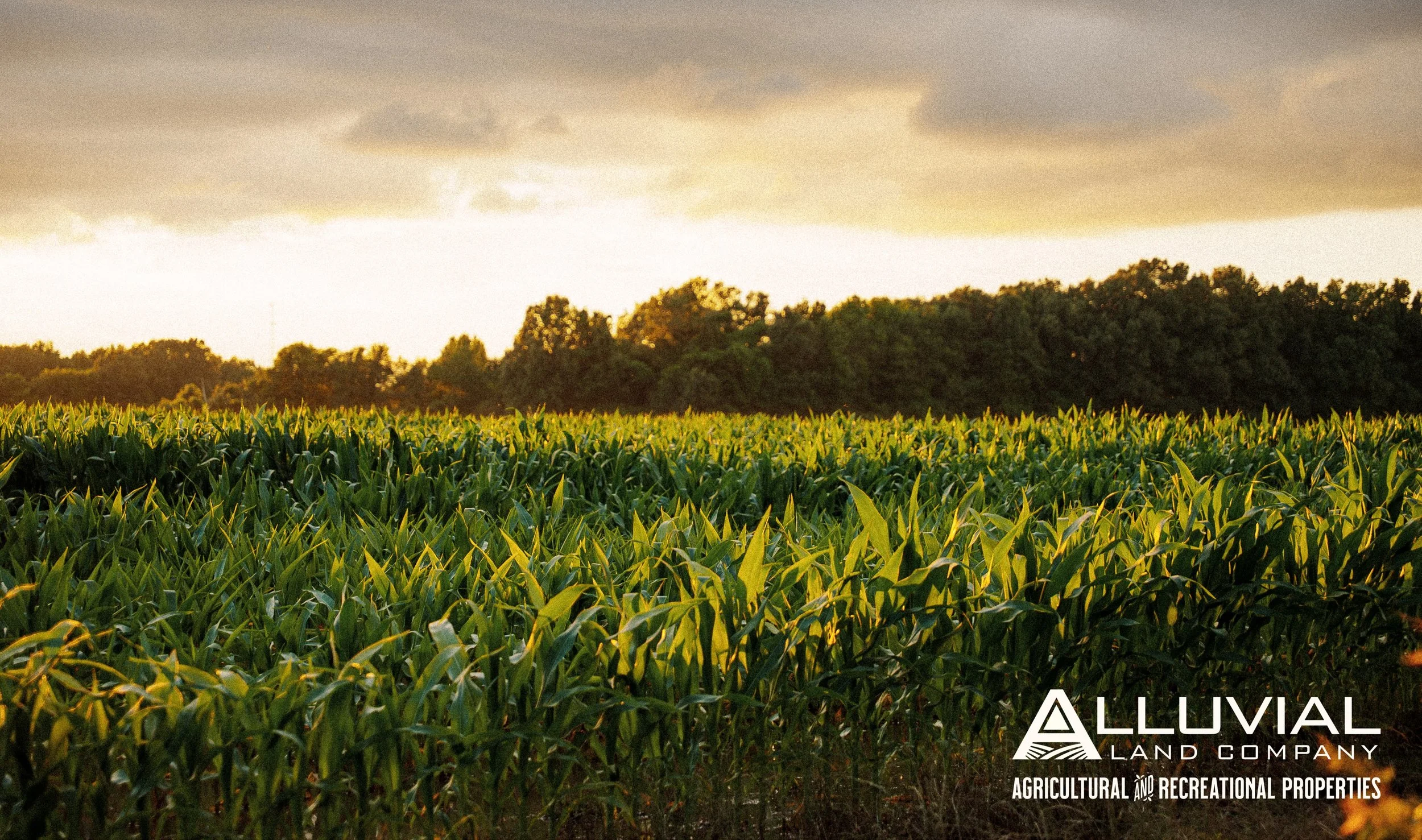 Thinking about buying or selling farmland? 
Now is the perfect time to get started. Contact us today to see how we can help!

Recreational and income producing farmland available at www.alluvialland.com
(501) 519-3336
&bull;
#arkansas #farmland #land