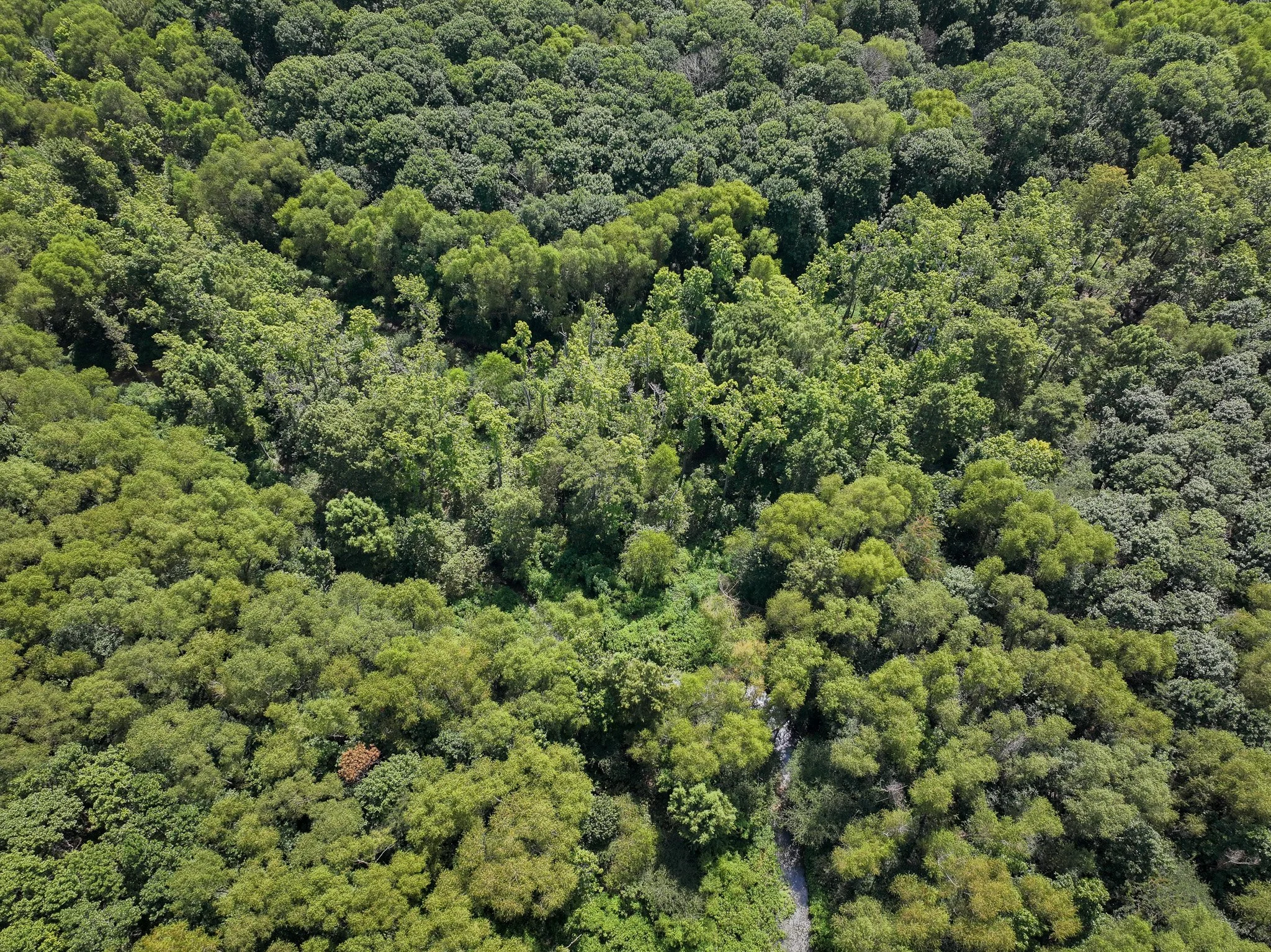 DJI_20260821114958_0197_D.jpg