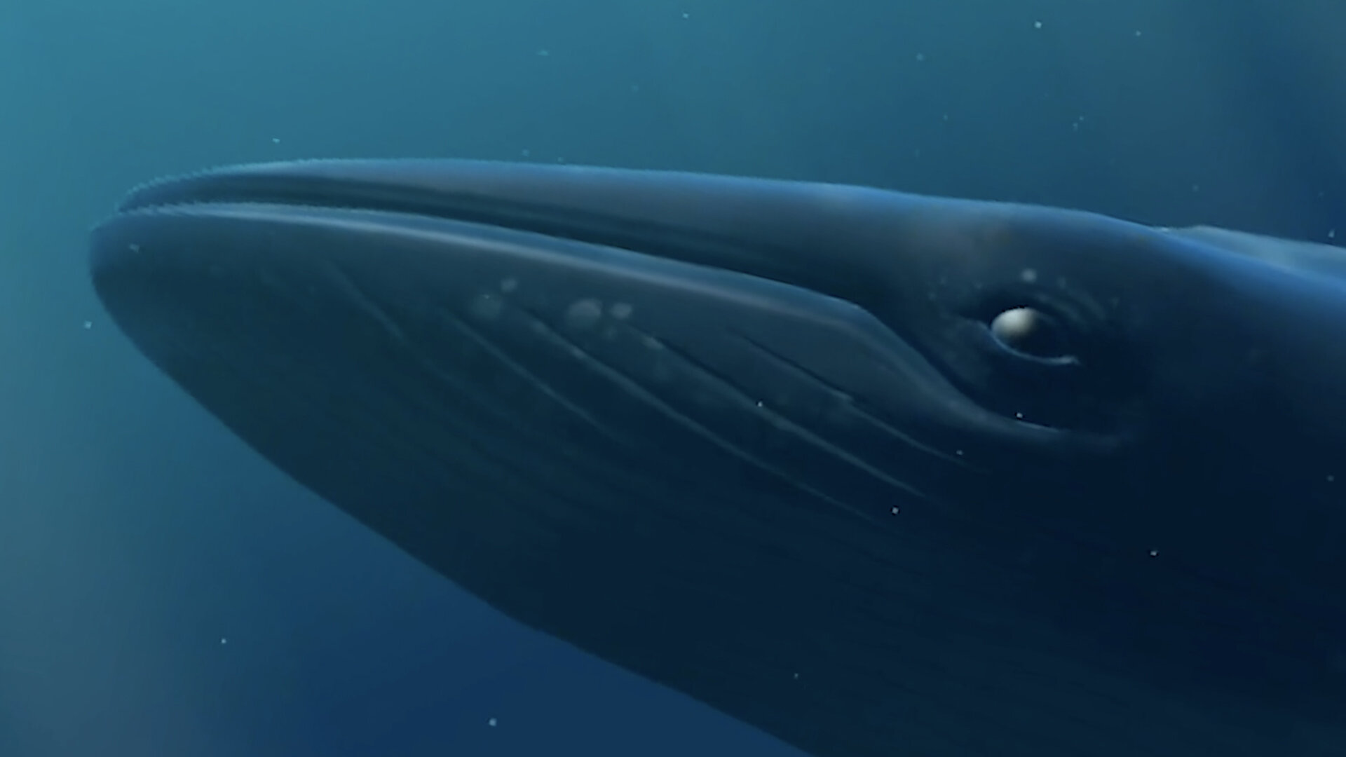Whale 2.jpg