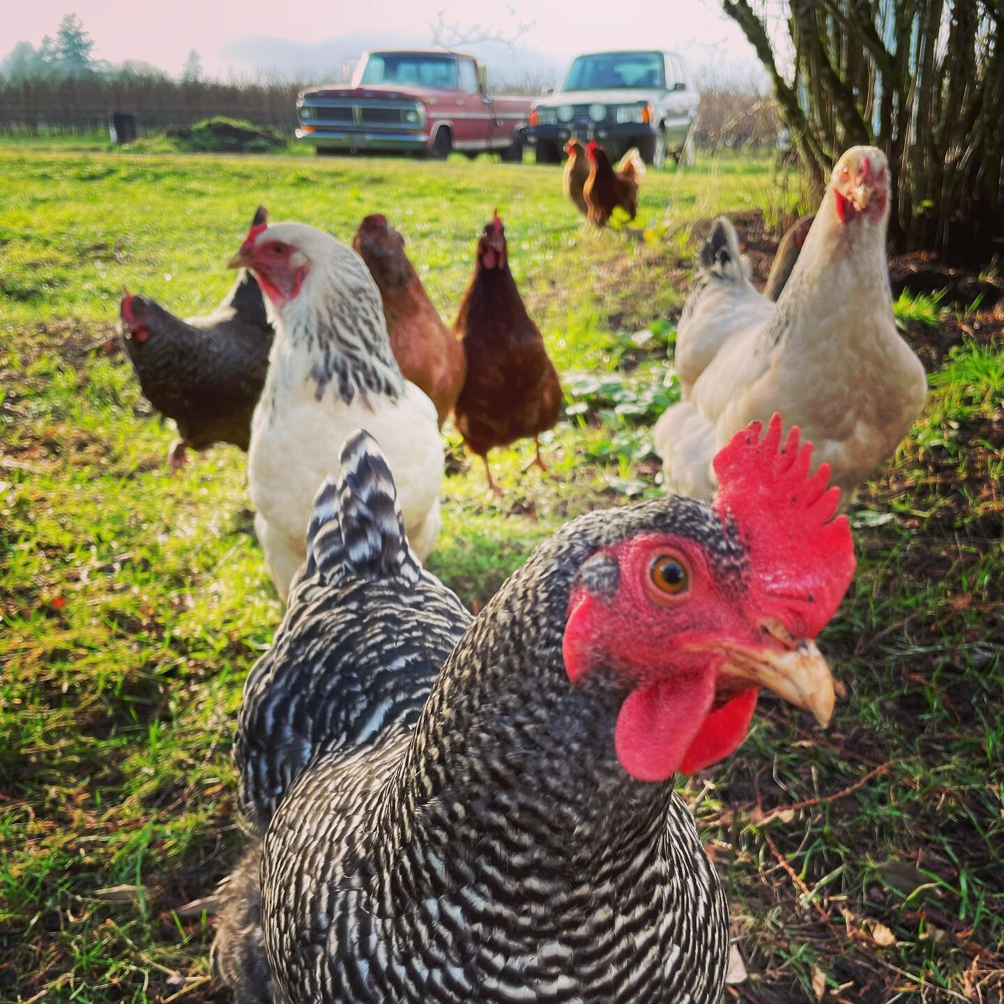 Particular clients.
.
.
.
.
#restorationcreek #familyprojects #muskavineyards #chickens #chickencoop