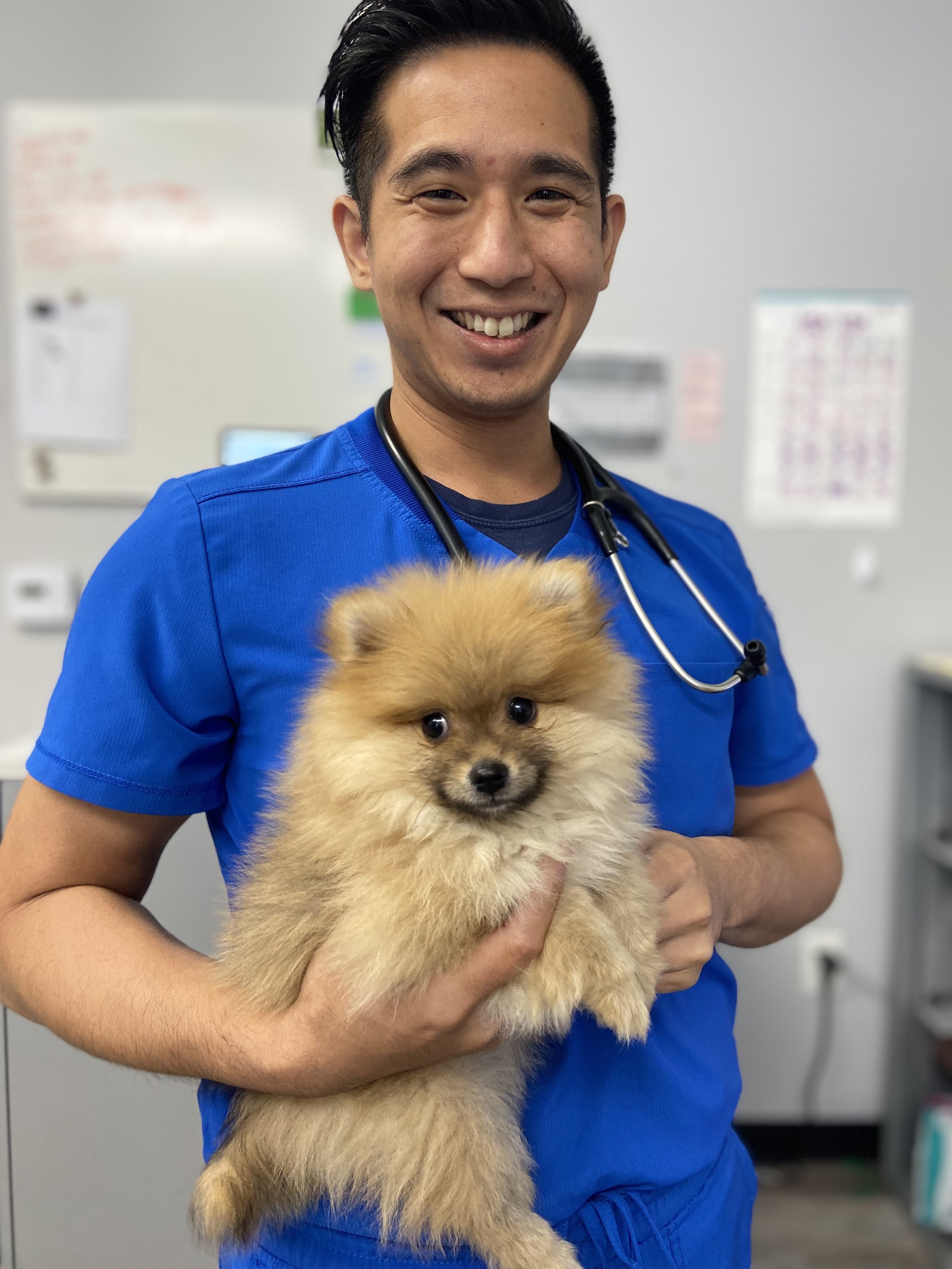 Lemon Collaborative's talent roster features veterinary digital