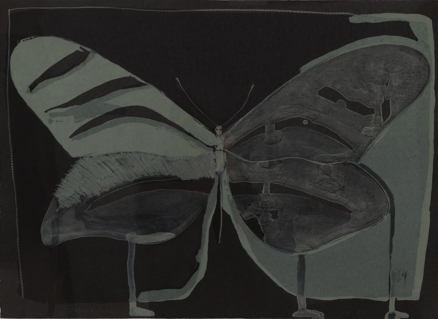 Night Butterfly