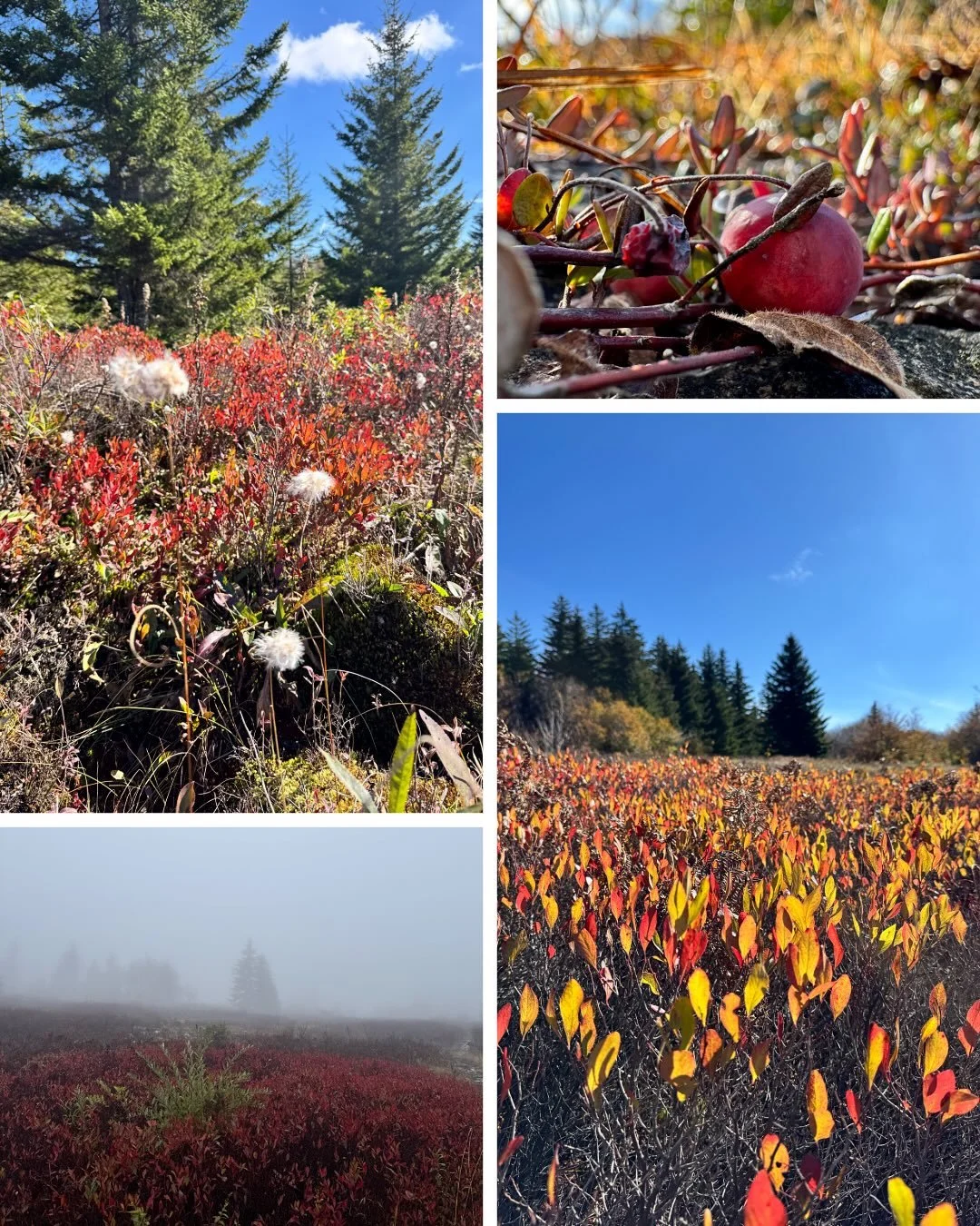 I started tearing up when we came across our first cranberry patch! 🥰🥹😍lol I don&rsquo;t know why I guess because I just loved how adorable and beautiful the little vining plant is and I was just overcome by the joy of it. And they were full of be