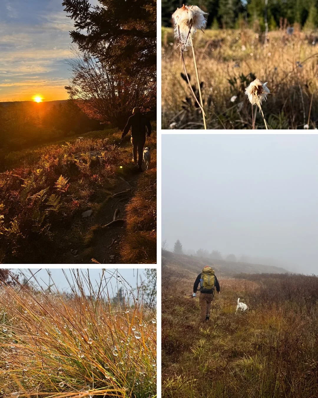 More Dolly Sods! Though it was grazed grassland for some time (hence the name Sods referring to open grasslands and fields) it was interesting to see how grass must have declined some since then as more shrubs (heaths of all kinds like huckleberry an