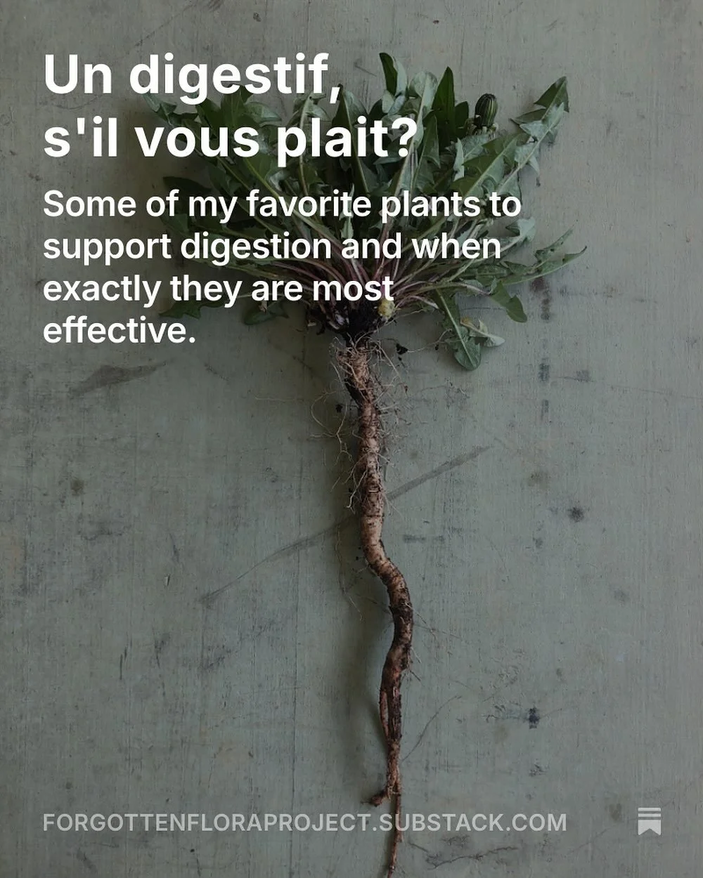 My latest newsletter post dropped this week! &ldquo;Around the same time I started working professionally in field botany and ecology, I also began studying herbal medicine. It&rsquo;s like a lightbulb went off in my head. Suddenly as I got to know m