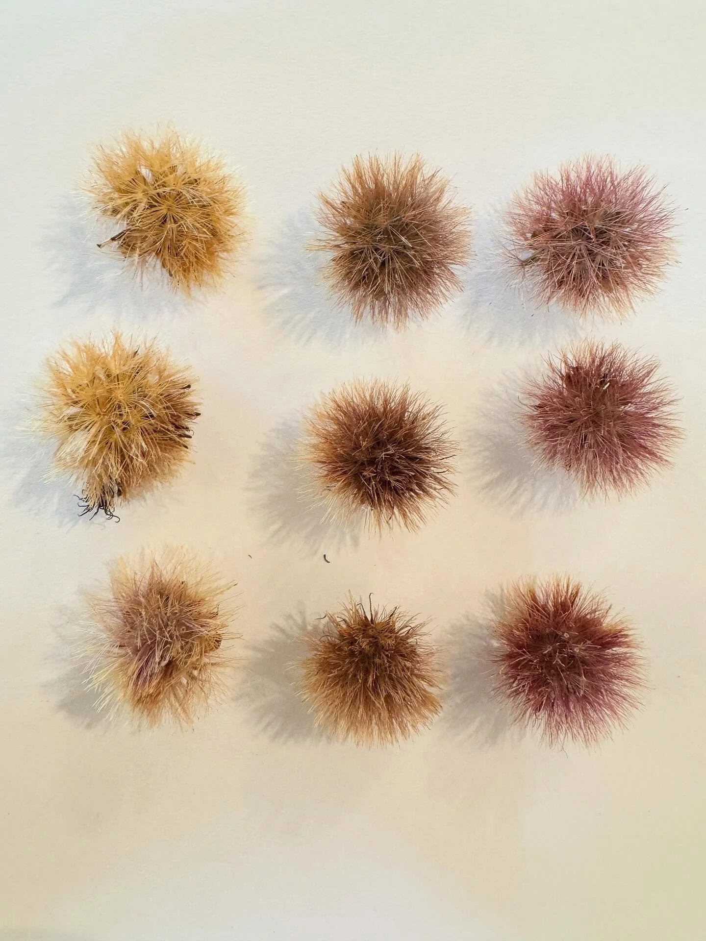 The many colors of NY ironweed seeds! It&rsquo;s still seed collecting season. One of the cheapest and most satisfying ways to get more native plants in the ground is to collect and sow wild seed (only if there is an abundance to harvest of course.) 