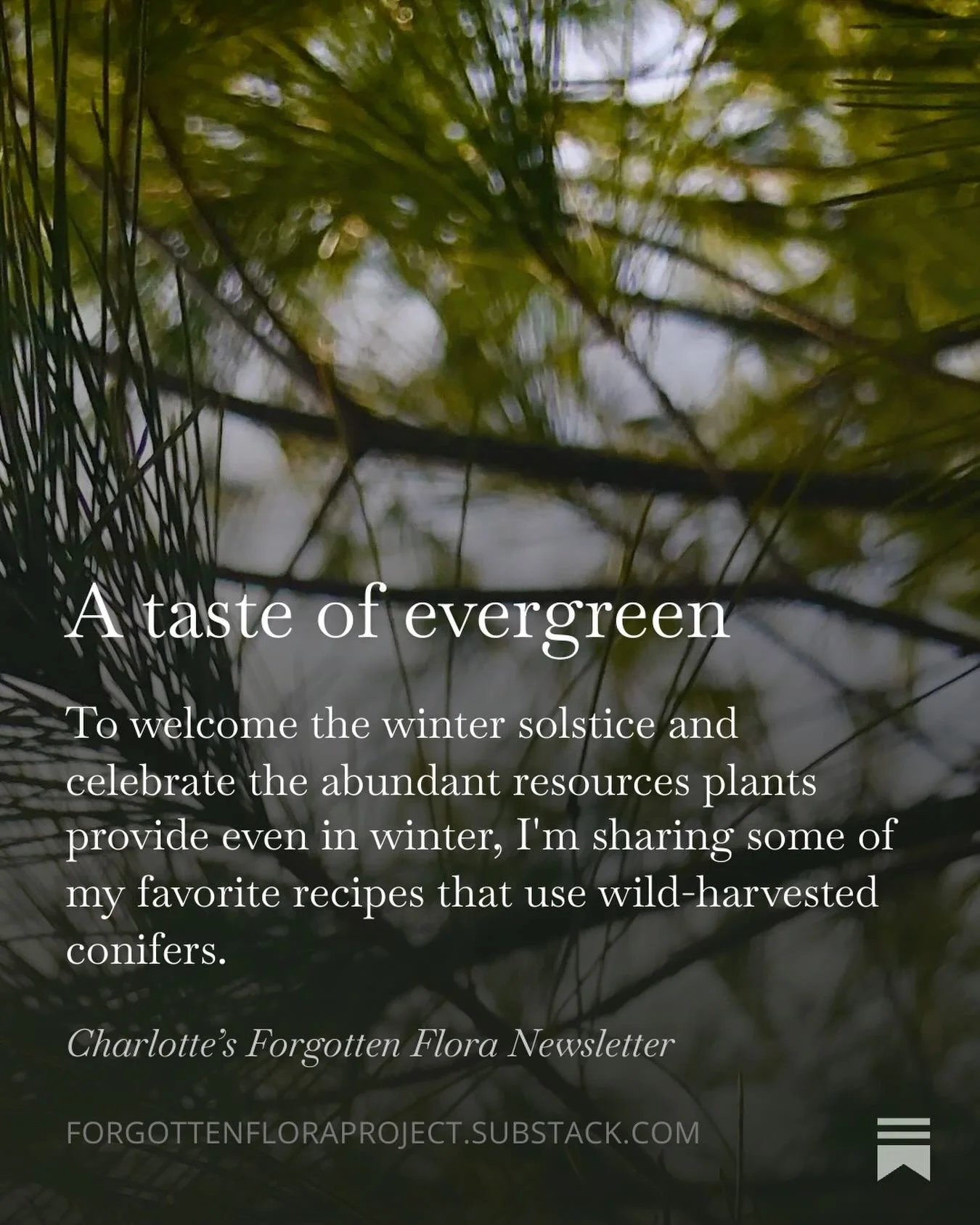 Happy (almost) Solstice y&rsquo;all! In celebration, I&rsquo;d like to share some of my favorite preparations using wild harvested conifers. Aside from making wreaths and other wonderful, cozy decorations, conifers find a special place in my kitchen 